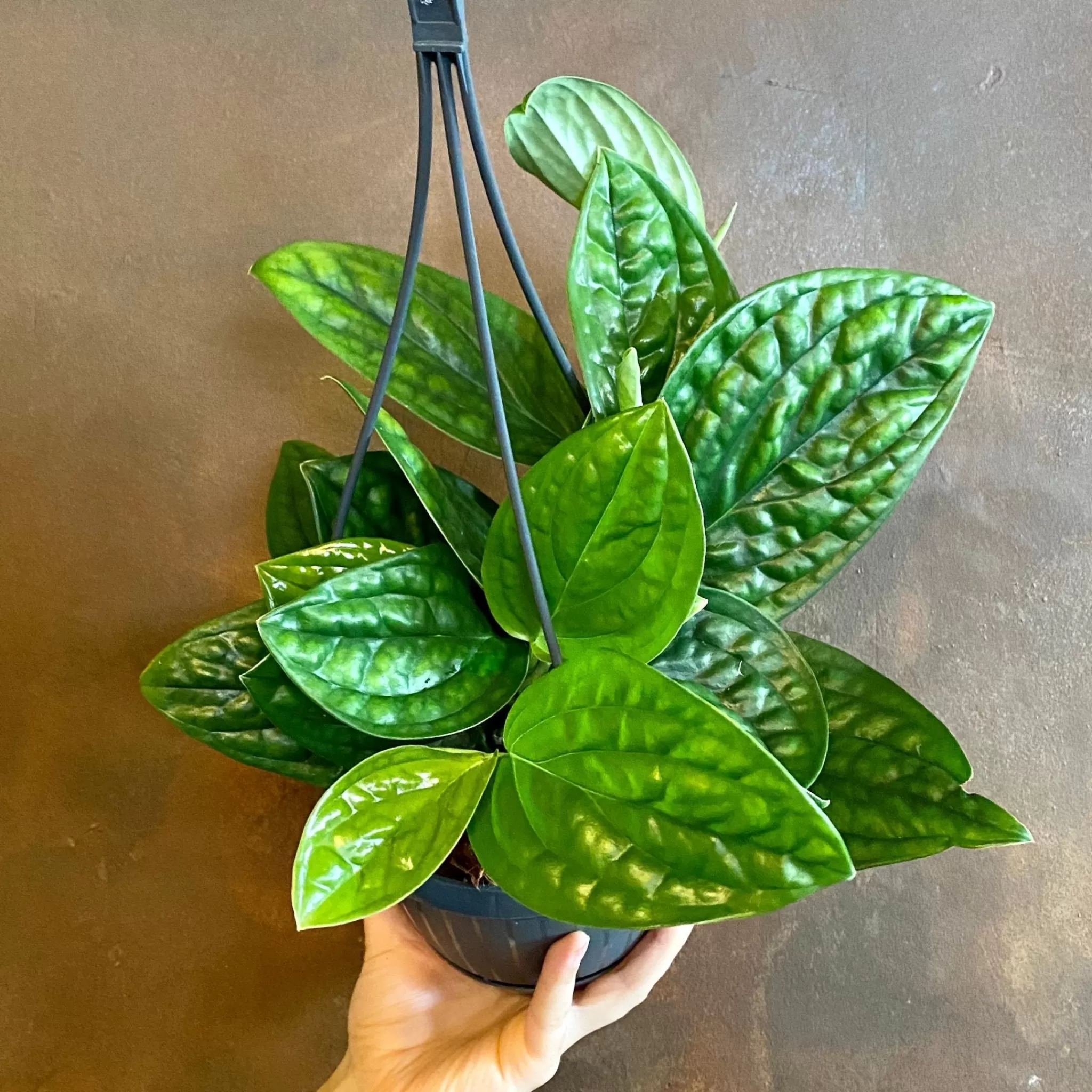 grow urban Epipremnum ‘Marble Planet’ (hangpot)- Pothos