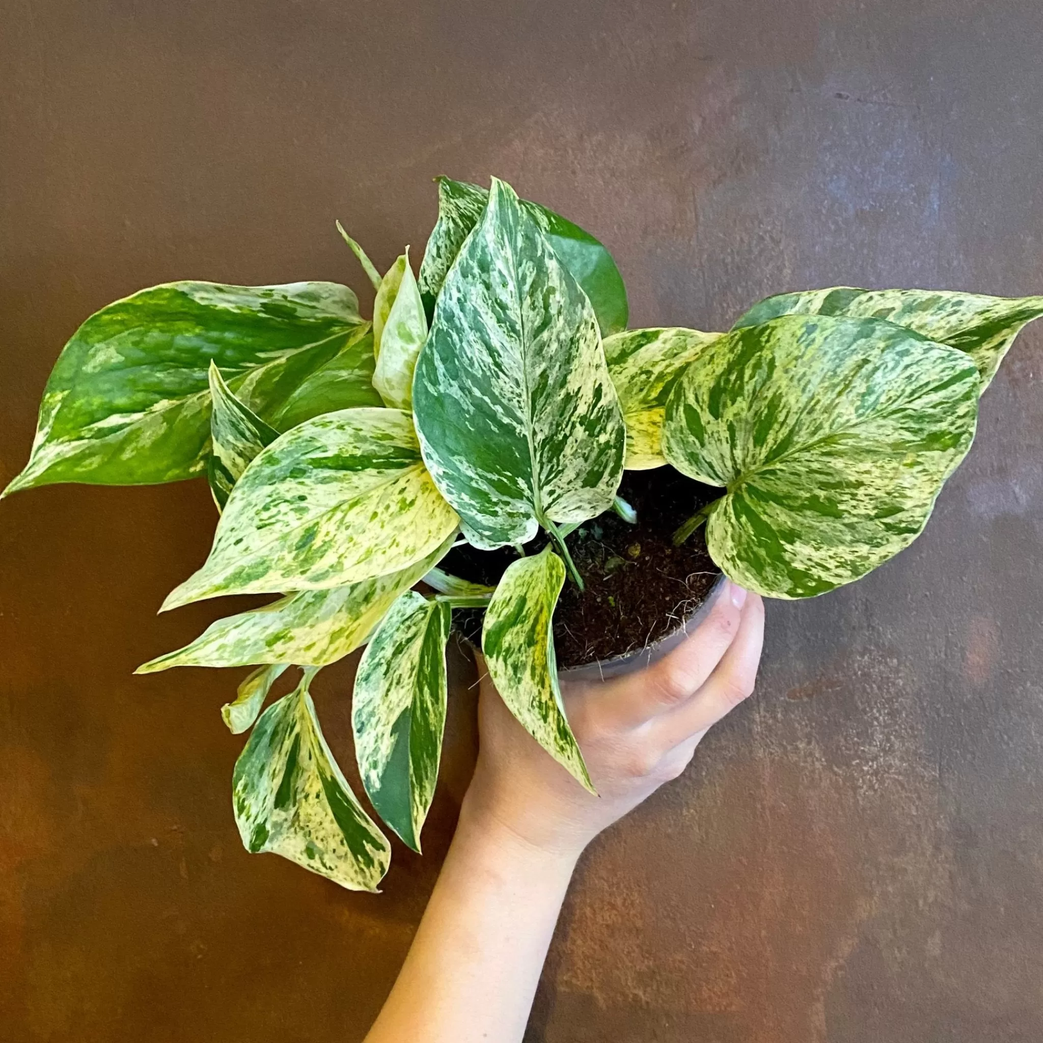 grow urban Epipremnum ‘Marble Queen’- Pothos | Top Air Purifying