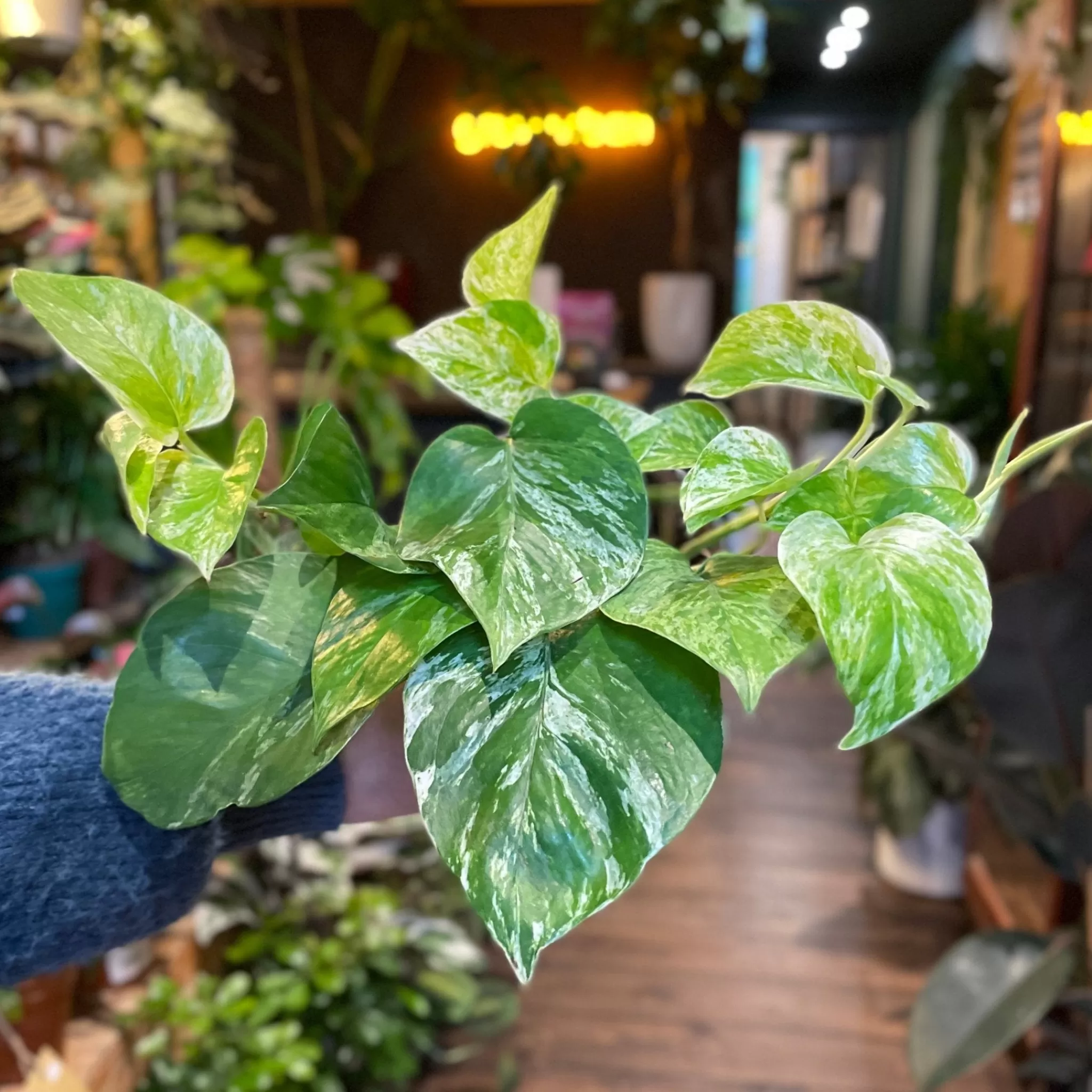 grow urban Epipremnum ‘Marble Queen’- Pothos | Top Air Purifying