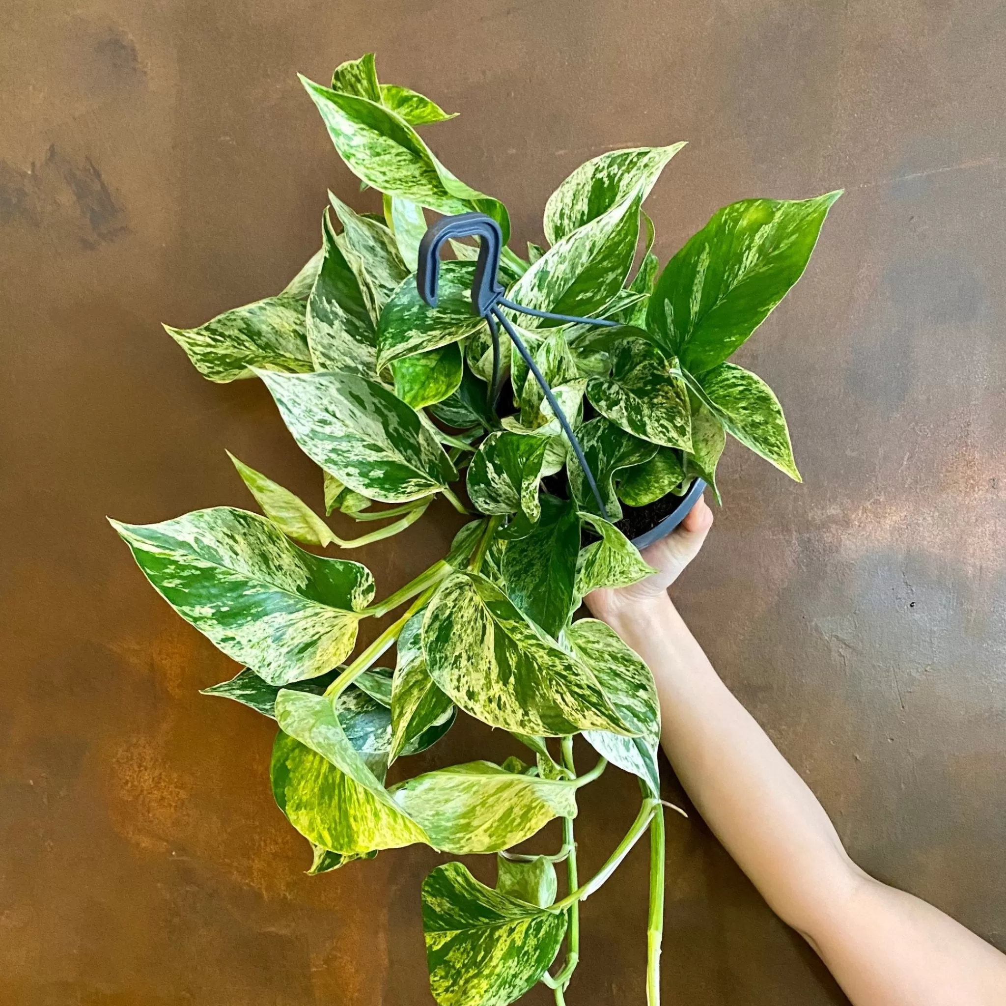 grow urban Epipremnum ‘Marble Queen’ (hangpot)- Pothos