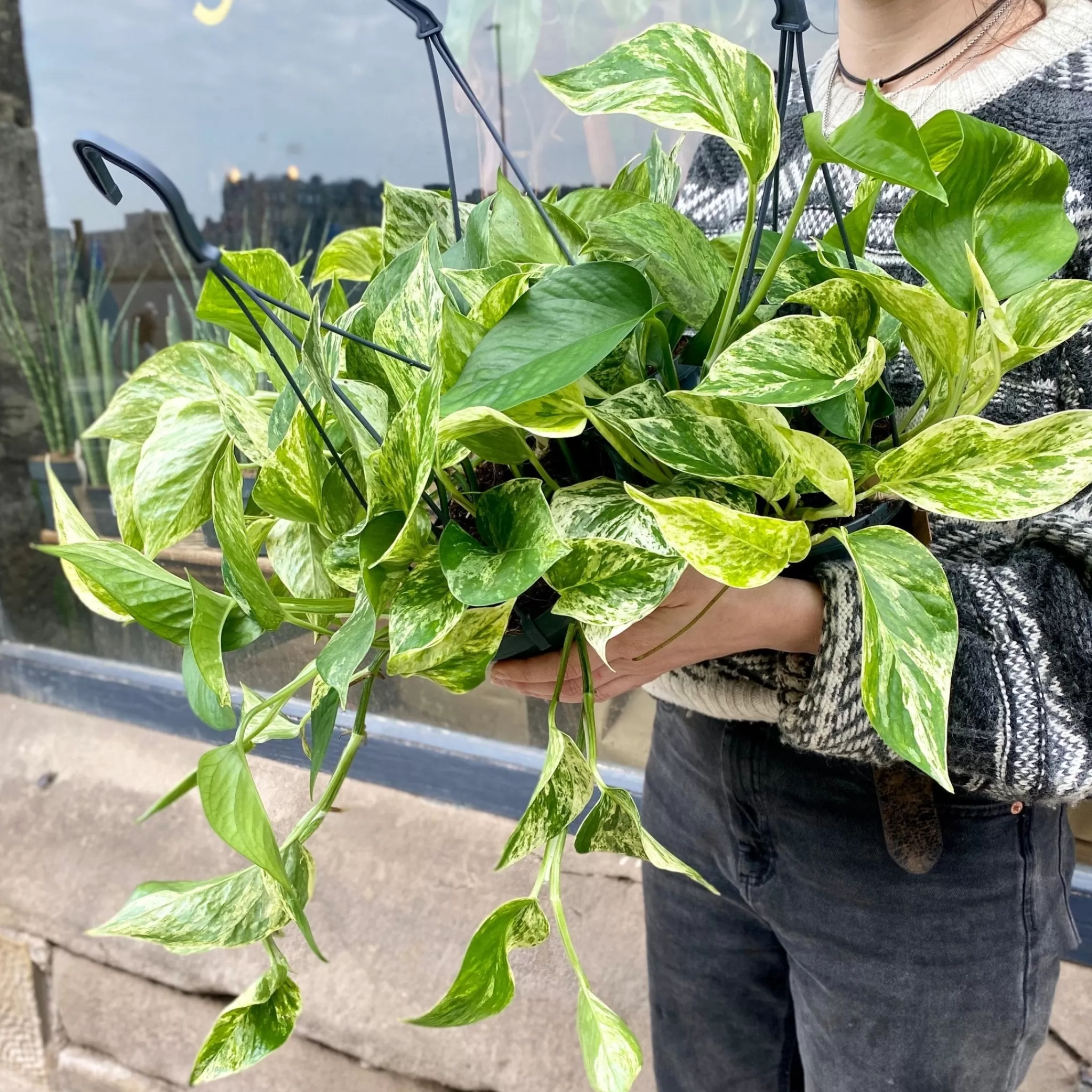 grow urban Epipremnum ‘Marble Queen’ (hangpot)- Pothos