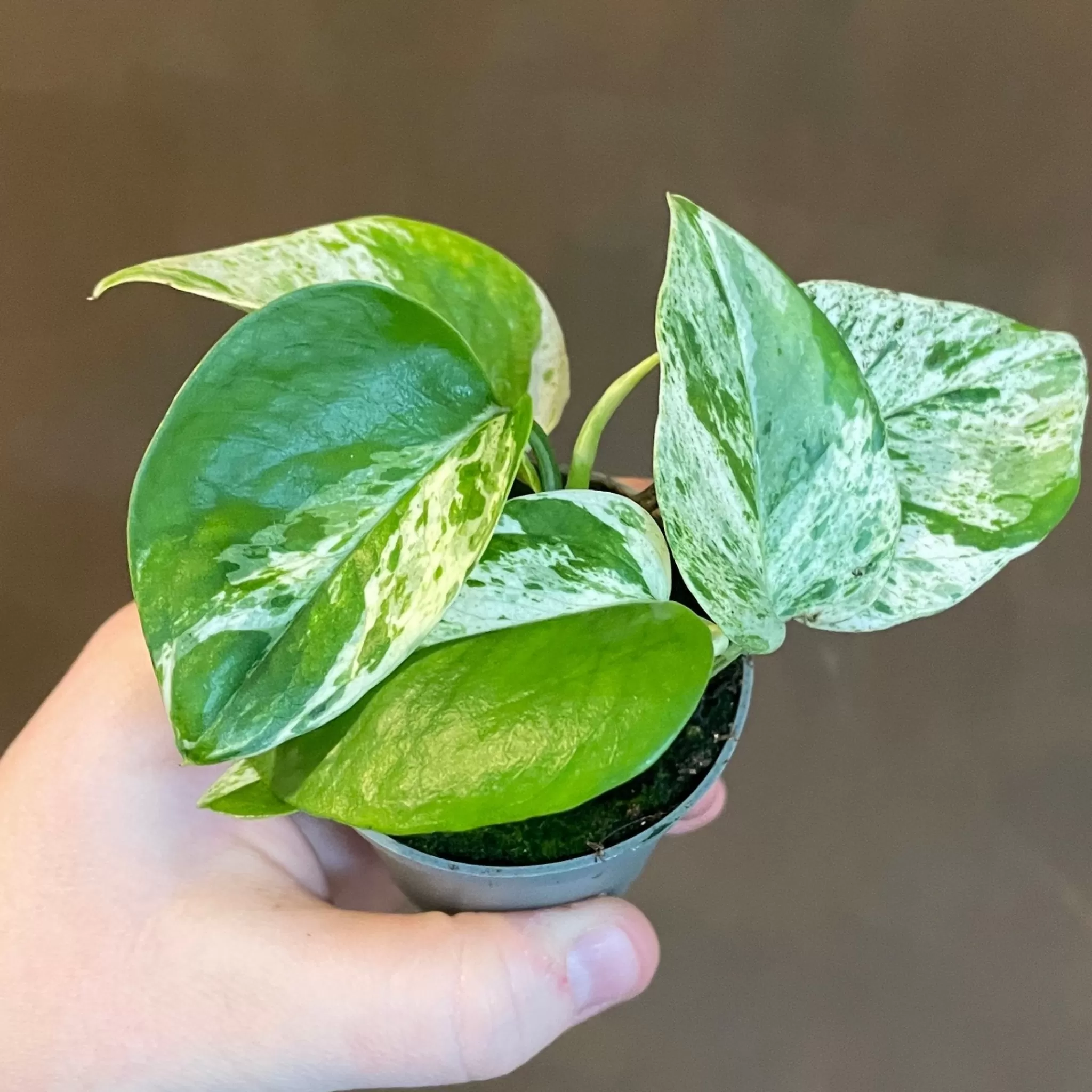grow urban Epipremnum ‘Marble Queen’ (mini)- Pothos