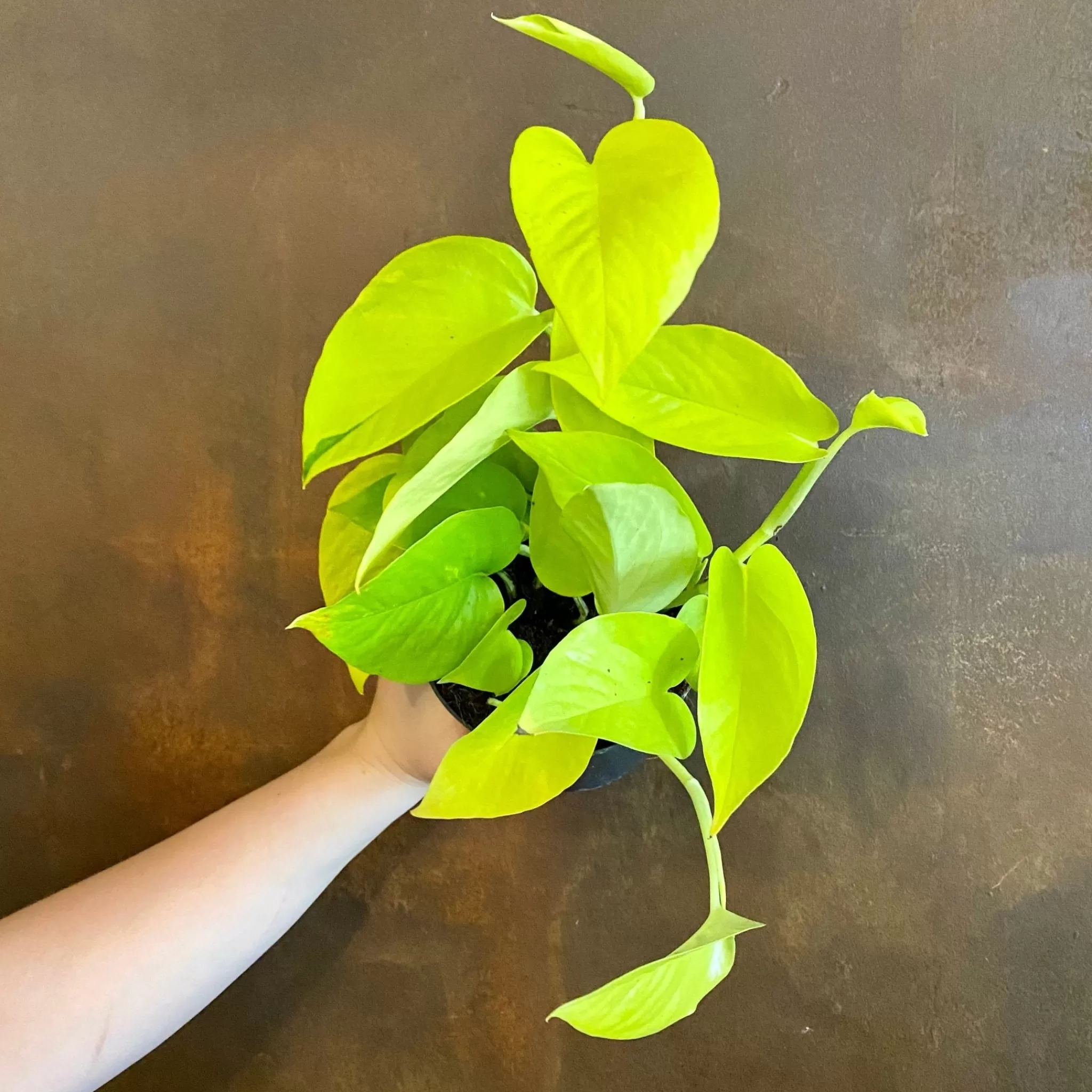 grow urban Epipremnum ‘Neon’- Pothos