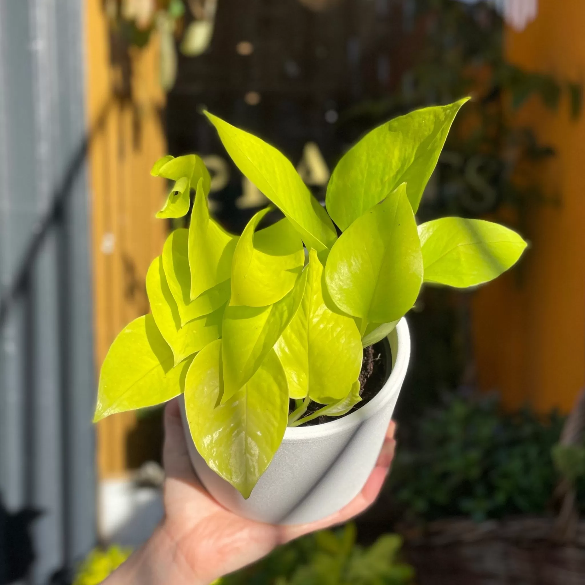 grow urban Epipremnum ‘Neon’- Pothos