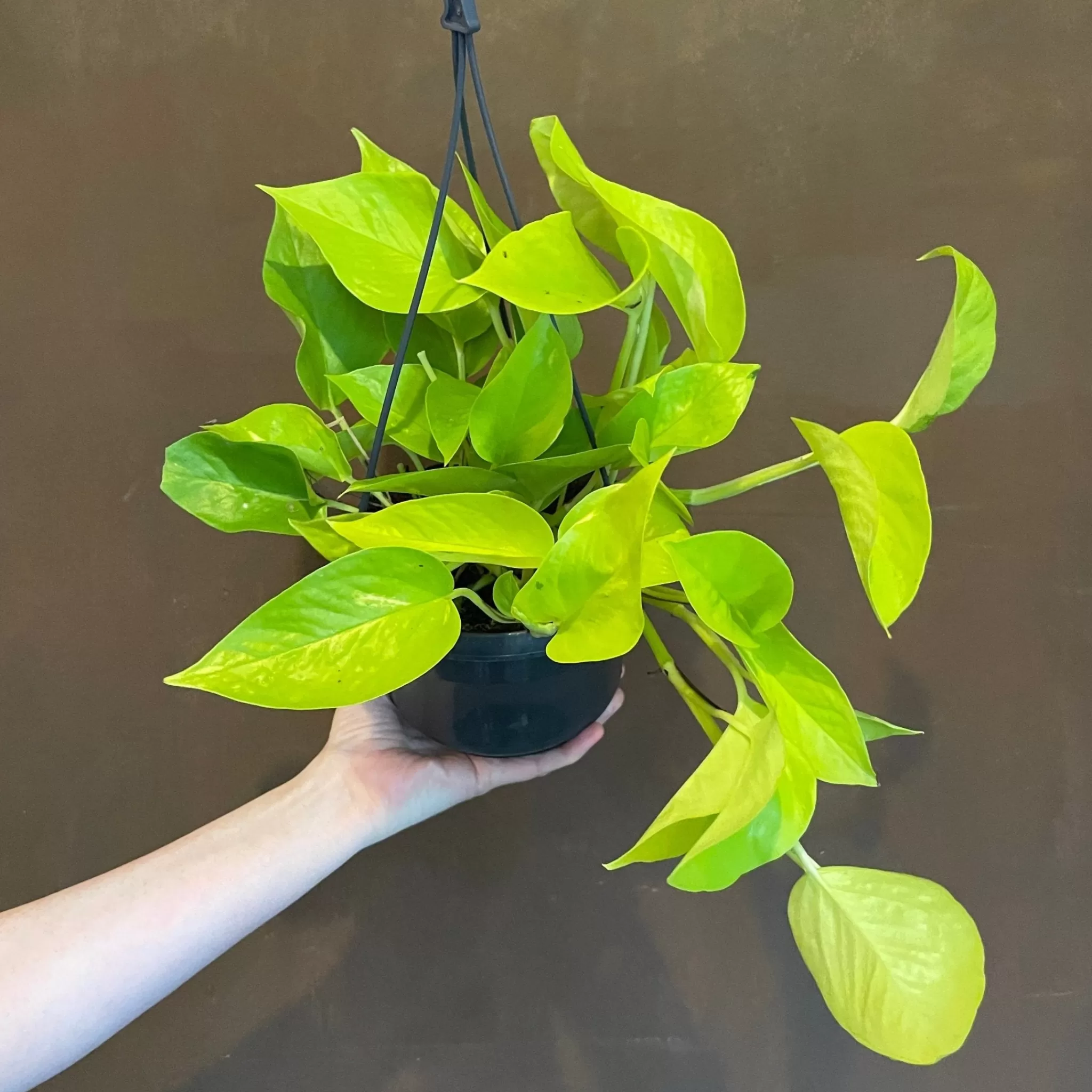 grow urban Epipremnum ‘Neon’ (hangpot)- Pothos