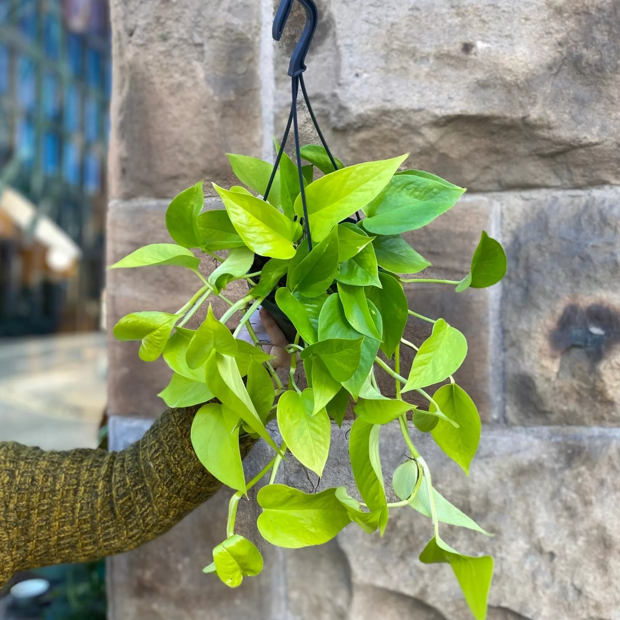 grow urban Epipremnum ‘Neon’ (hangpot)- Pothos