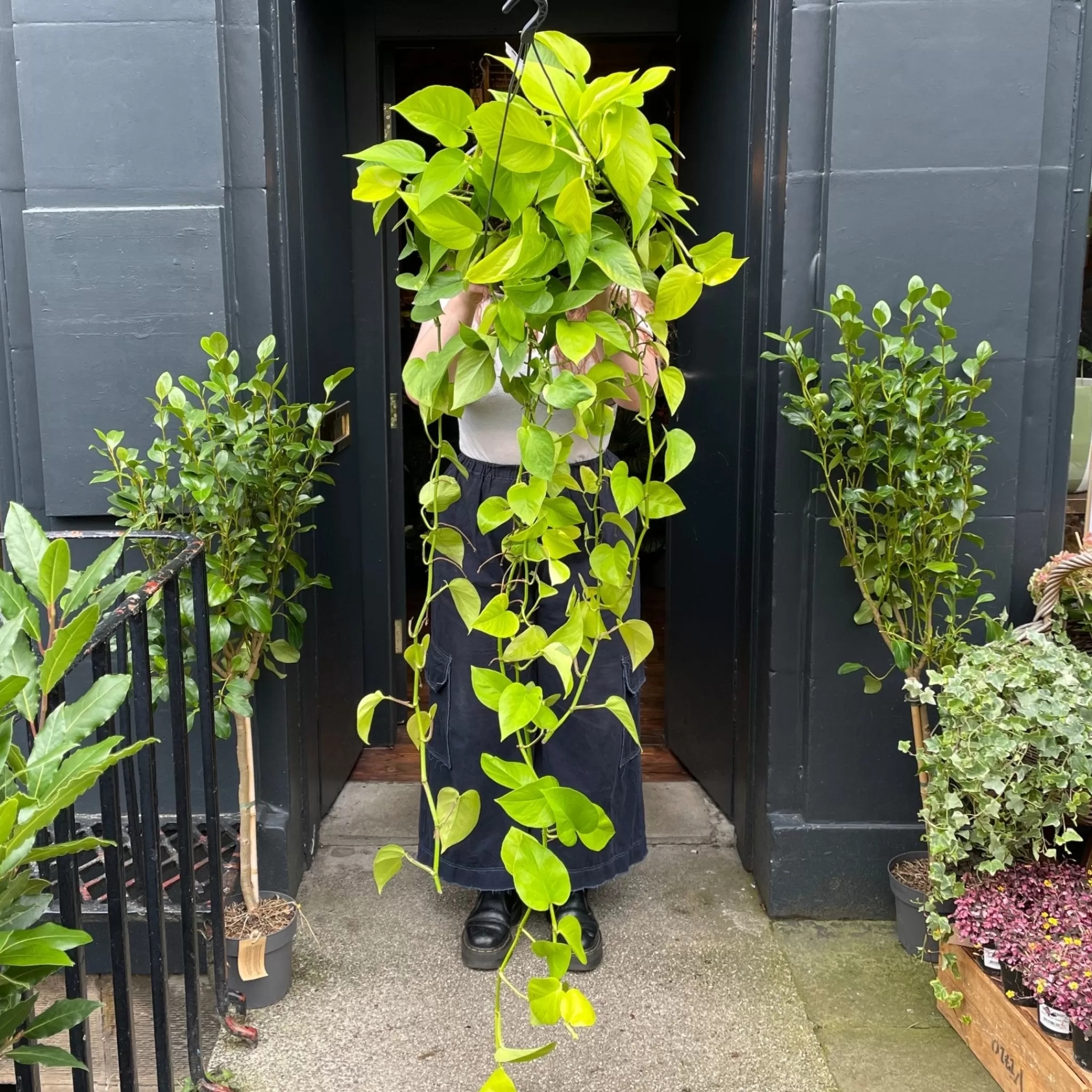 grow urban Epipremnum ‘Neon’ XXL- Pothos