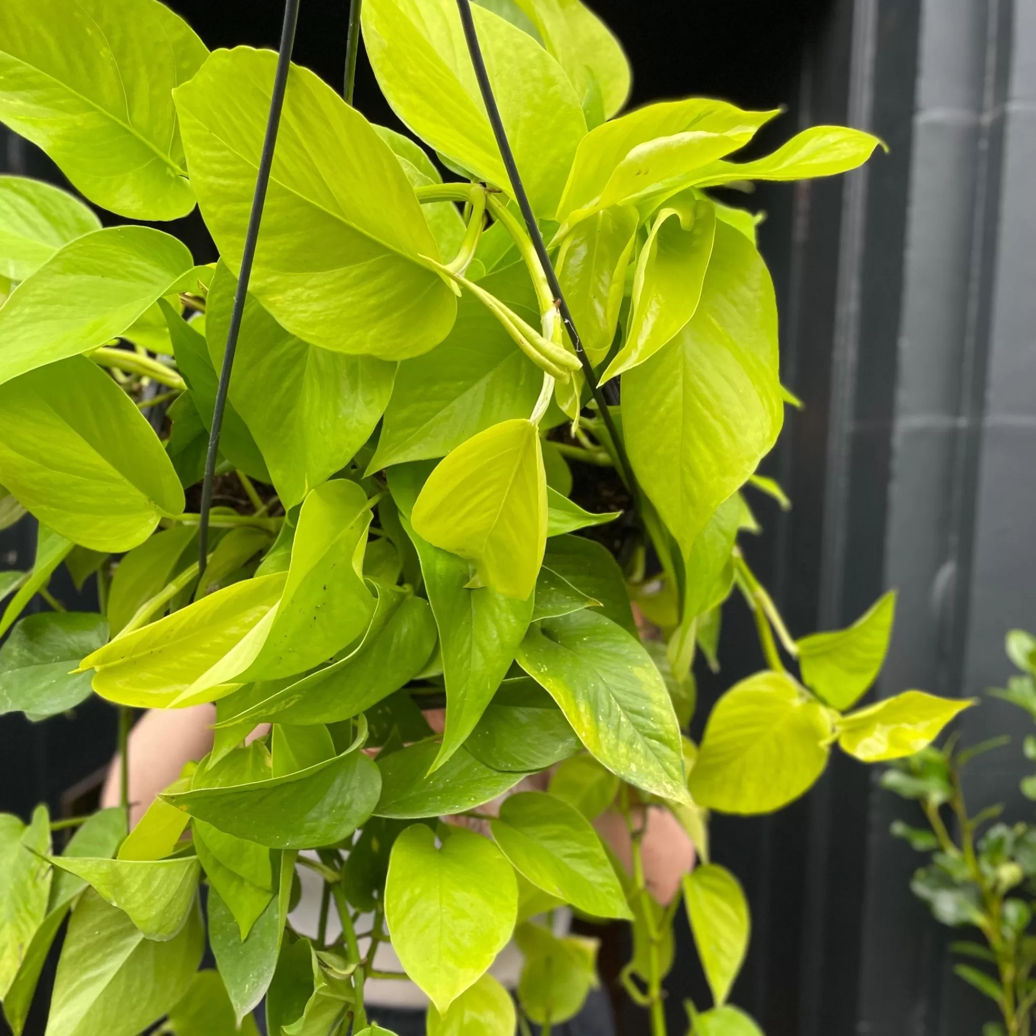 grow urban Epipremnum ‘Neon’ XXL- Pothos