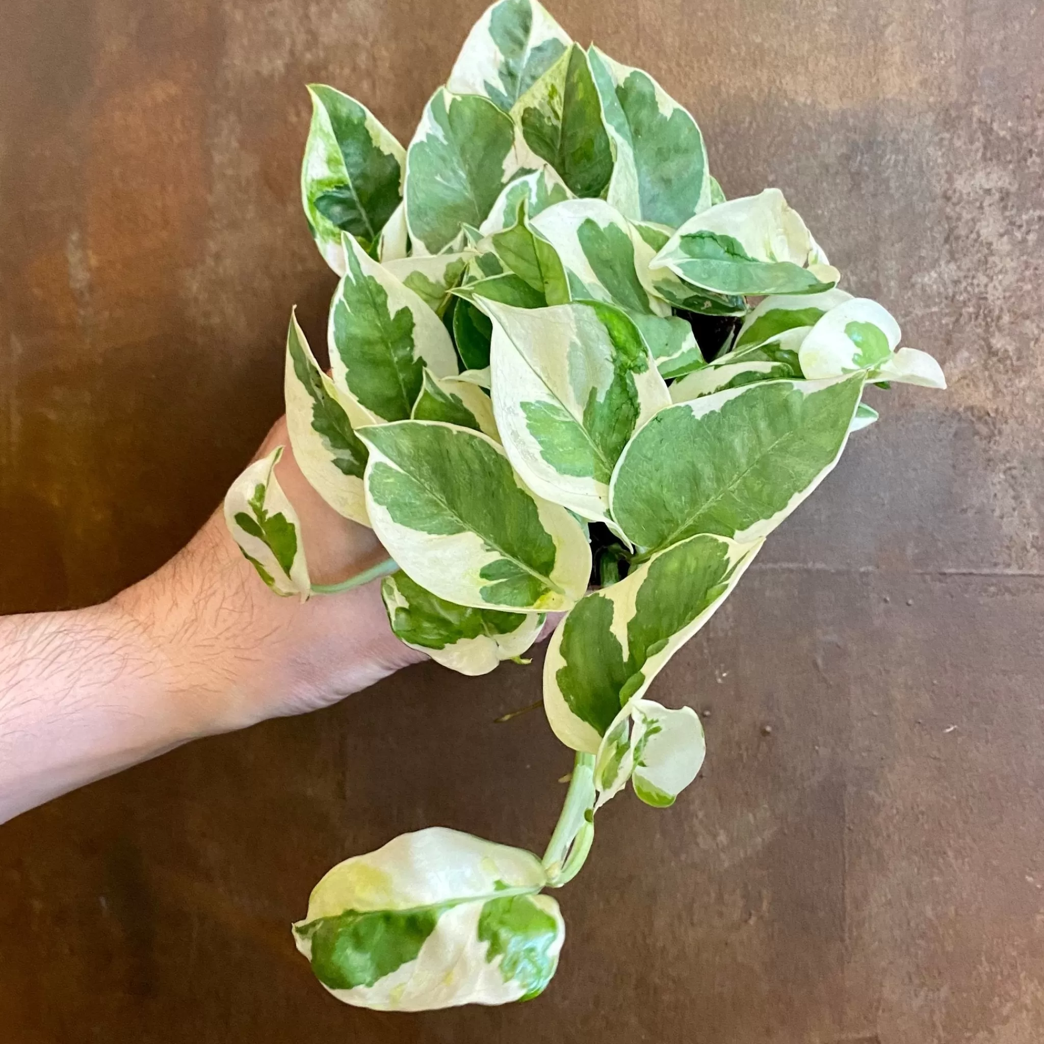 grow urban Epipremnum ‘N’Joy’- Pothos