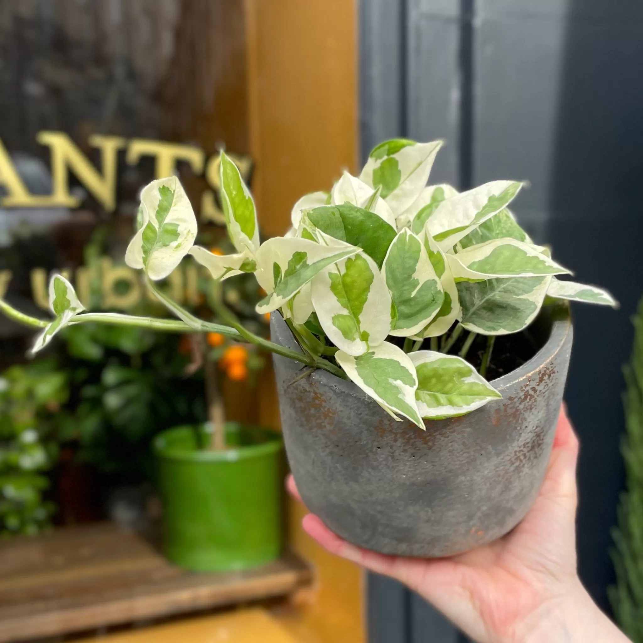 grow urban Epipremnum ‘N’Joy’- Pothos