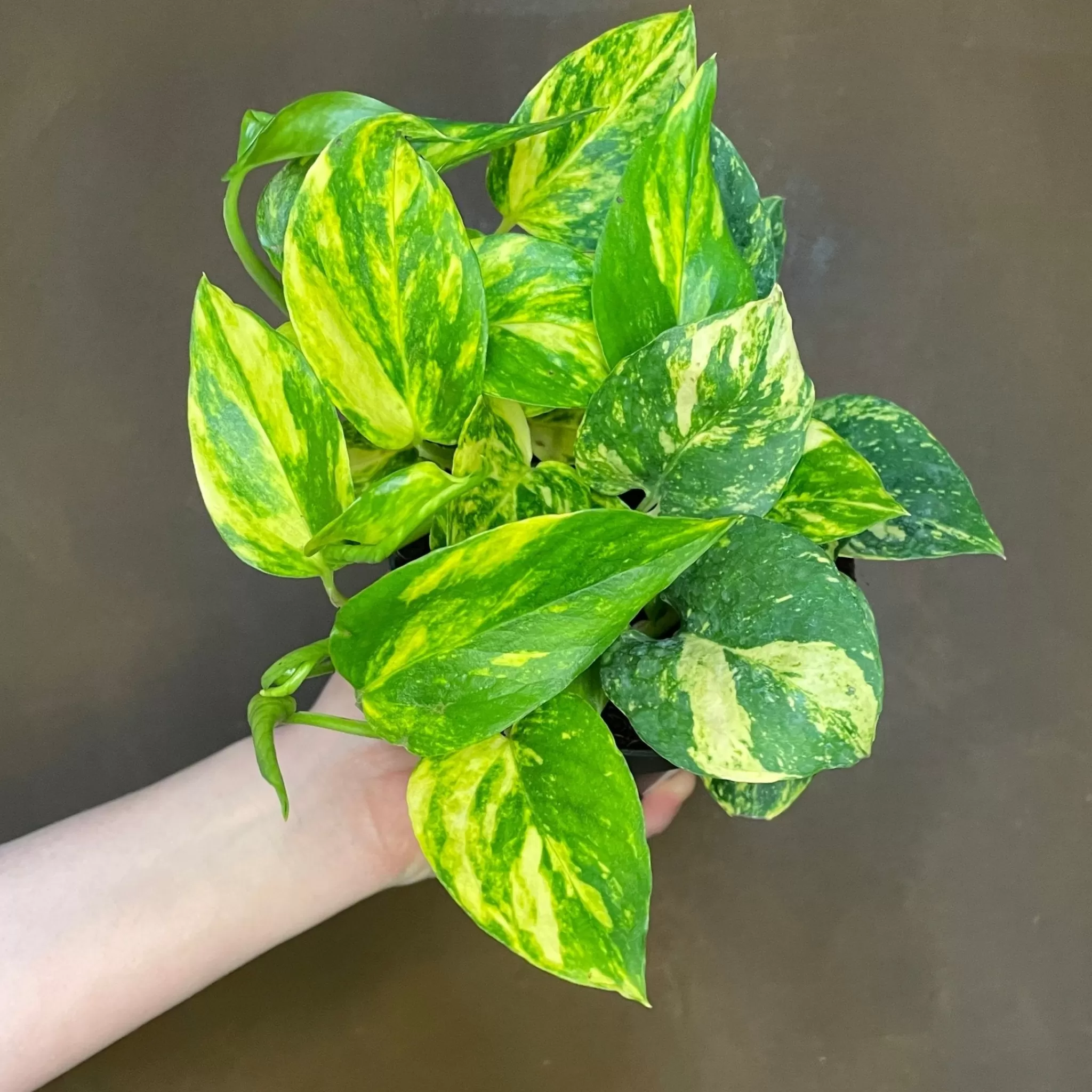 grow urban Epipremnum ‘N’Joy Gold’- Pothos