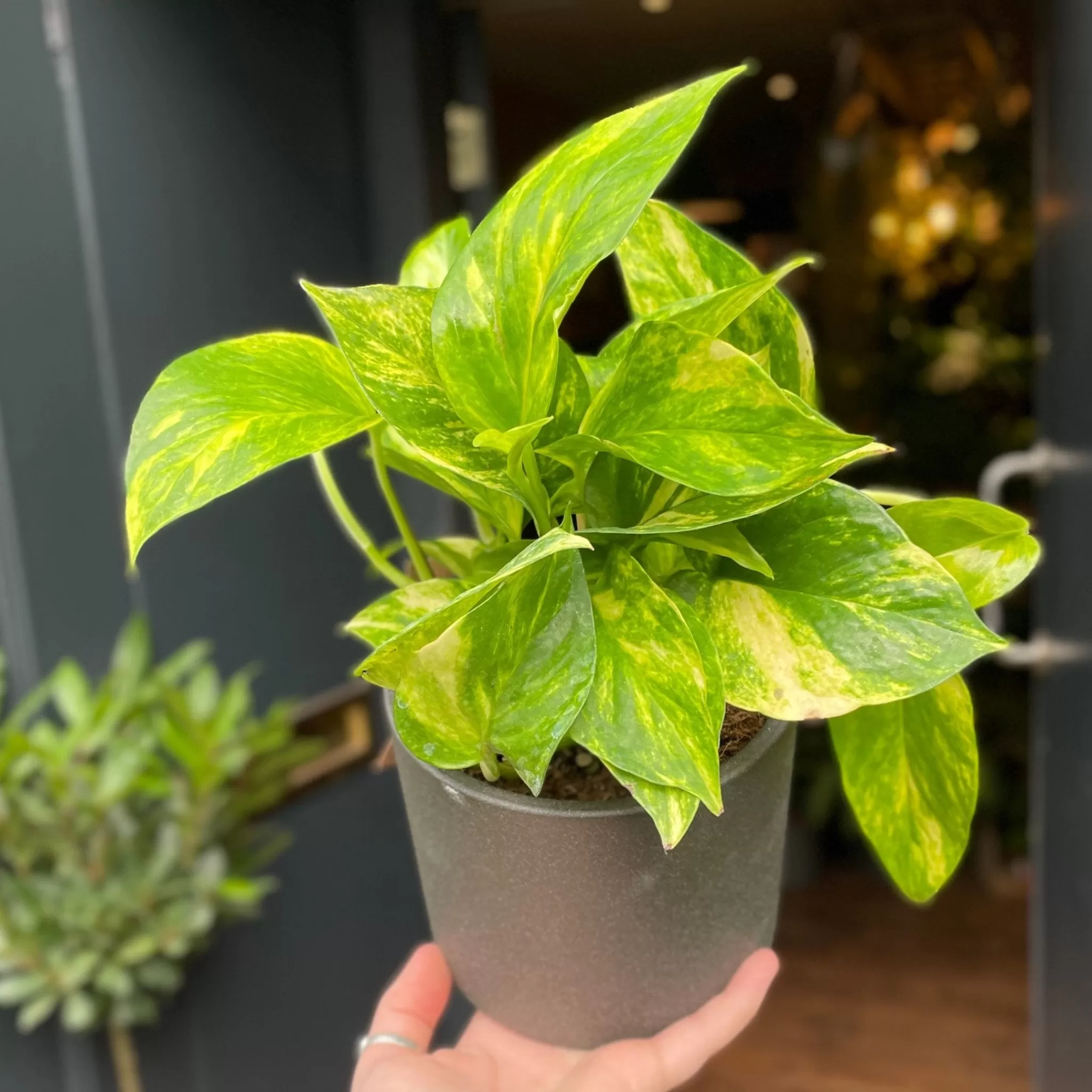 grow urban Epipremnum ‘N’Joy Gold’- Pothos