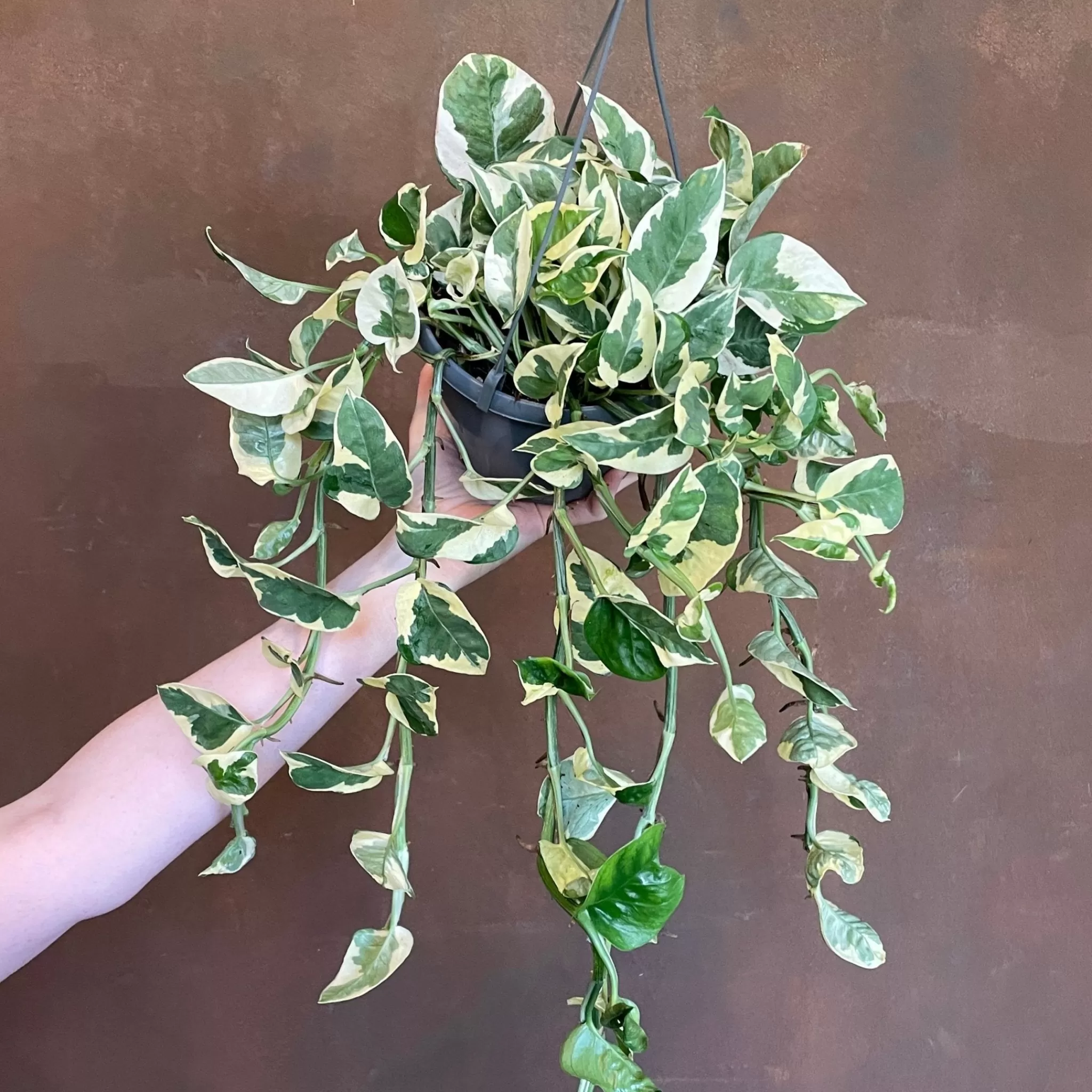 grow urban Epipremnum ‘N’Joy’ (hangpot)- Pothos