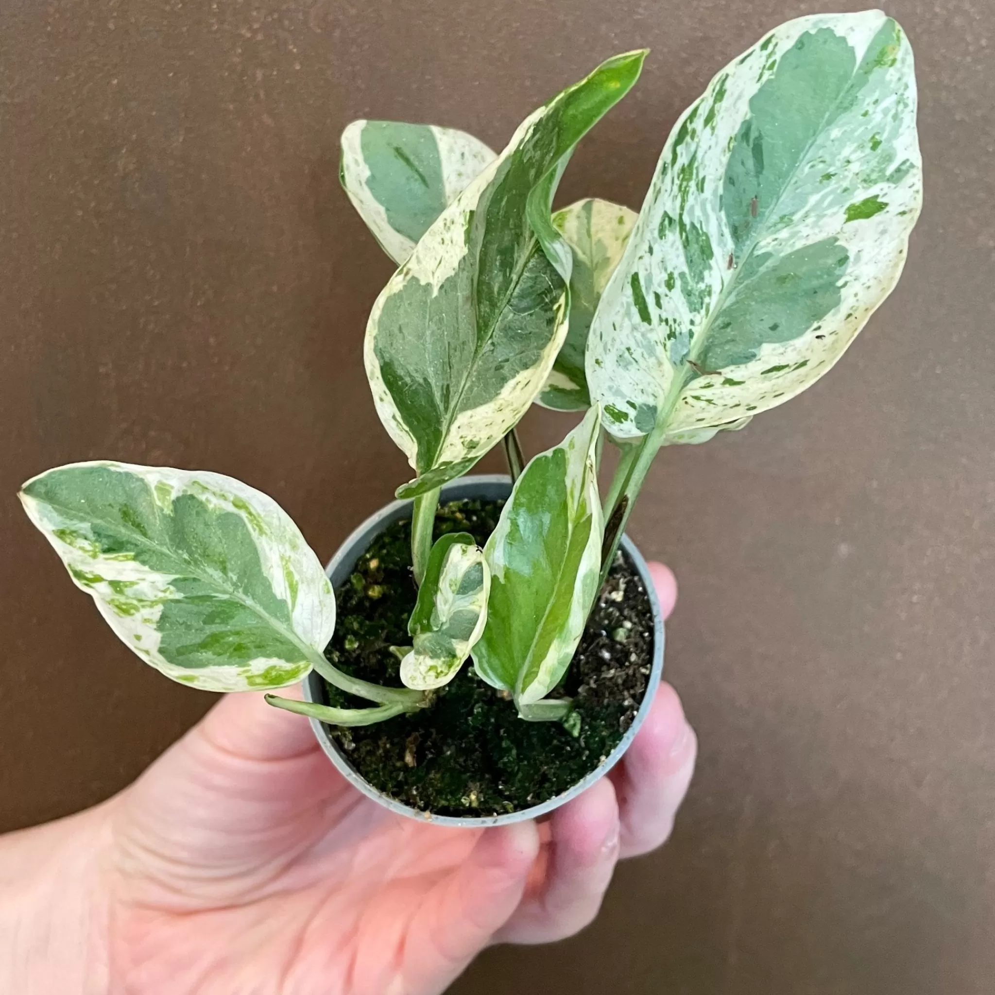 grow urban Epipremnum 'Pearls & Jade'- Pothos