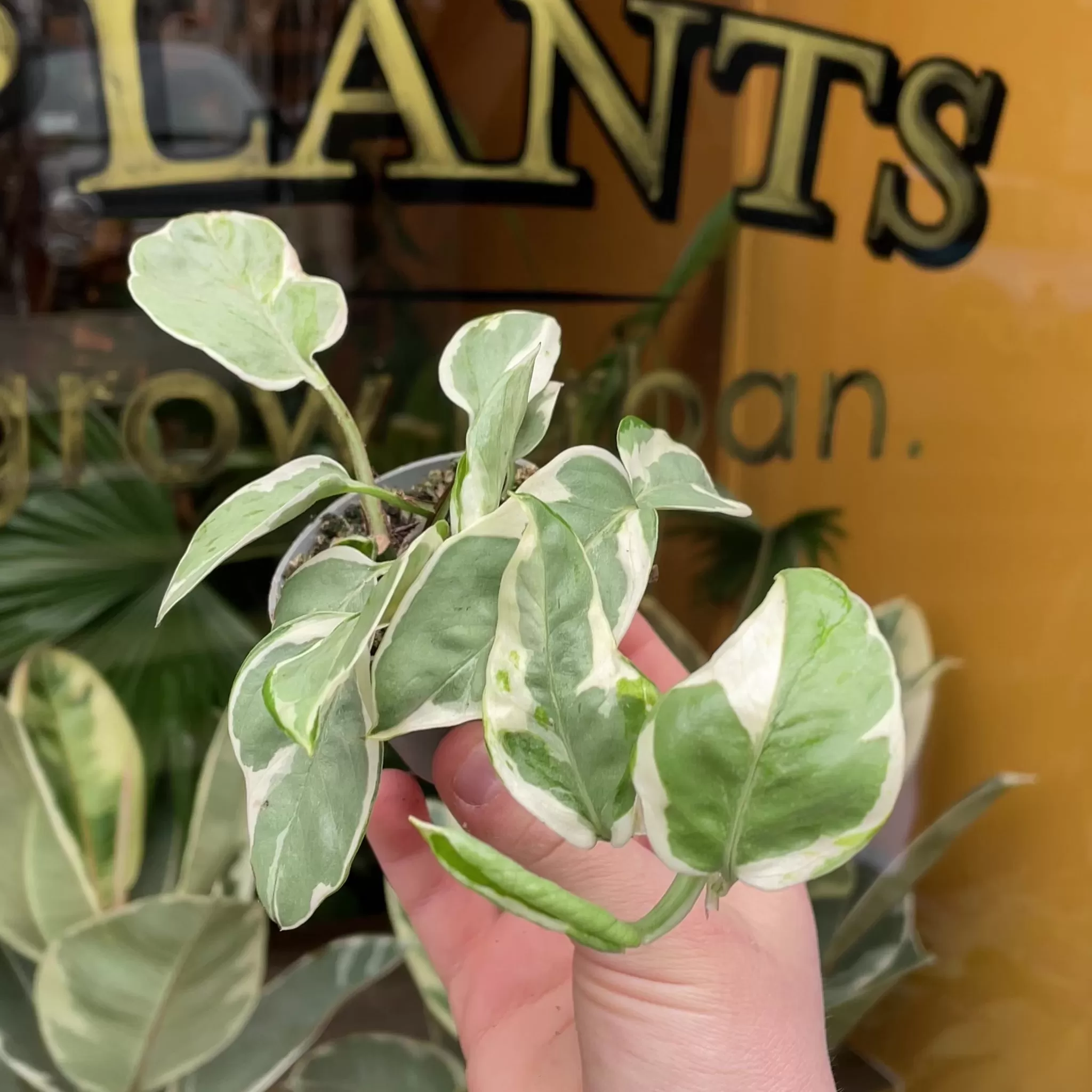 grow urban Epipremnum 'Pearls & Jade'- Pothos