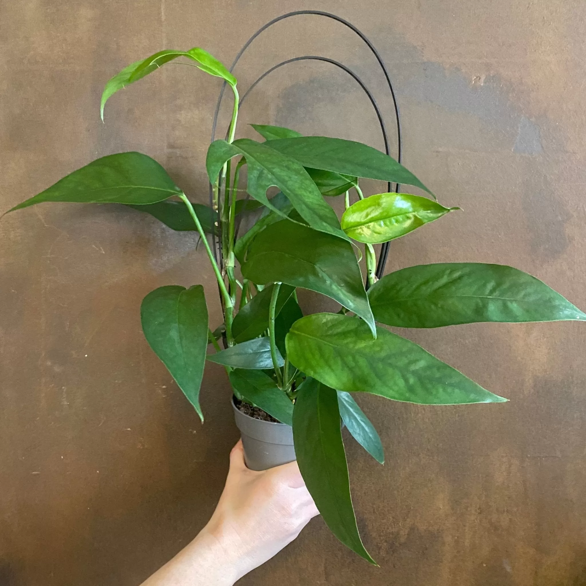 grow urban Epipremnum Pinnatum ‘Blue Form’ (12cm Pot)- Pothos