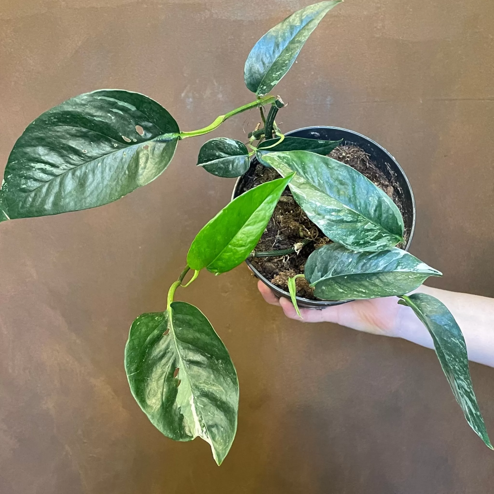 grow urban Epipremnum Pinnatum ‘Variegata’- Pothos