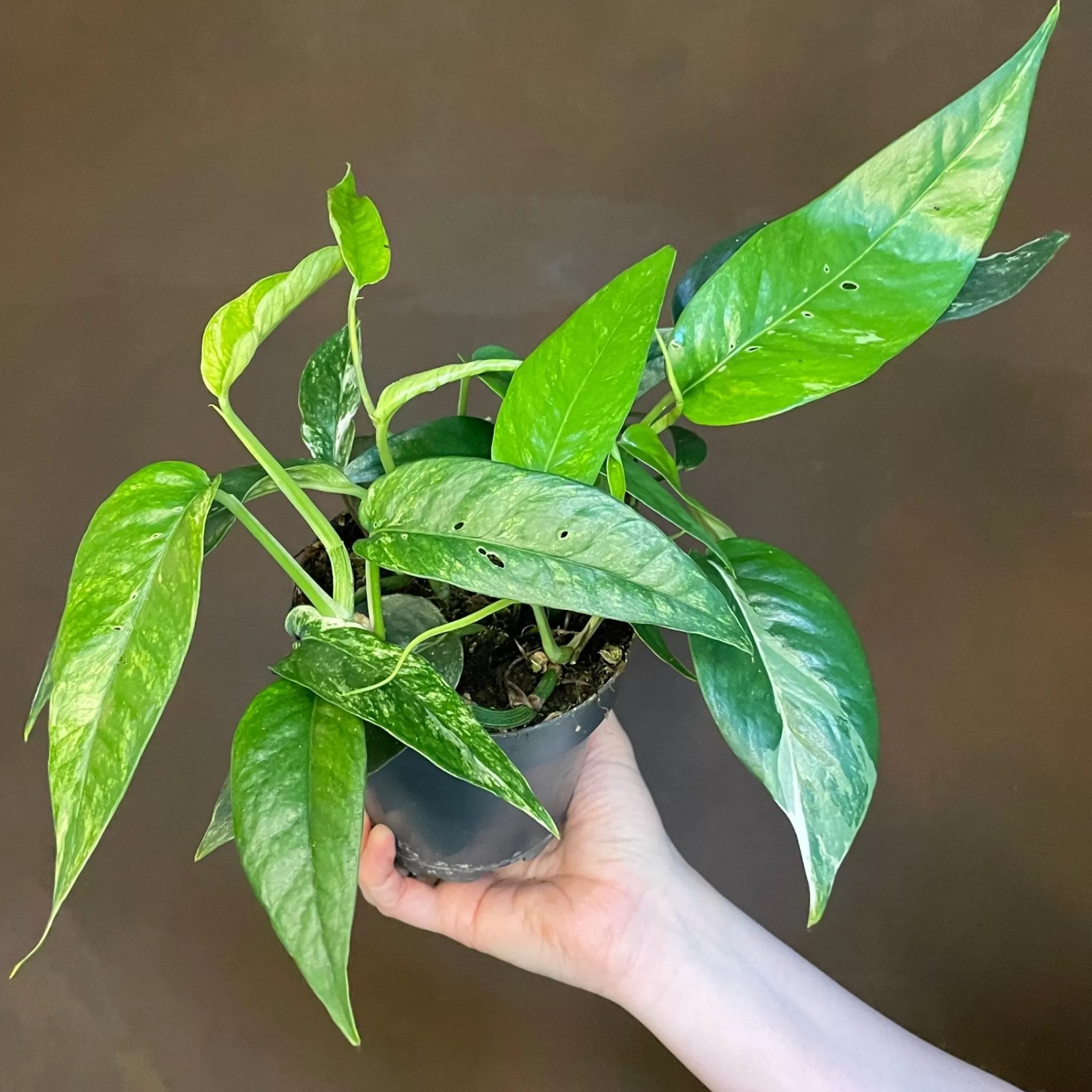 grow urban Epipremnum Pinnatum ‘Variegata’- Pothos