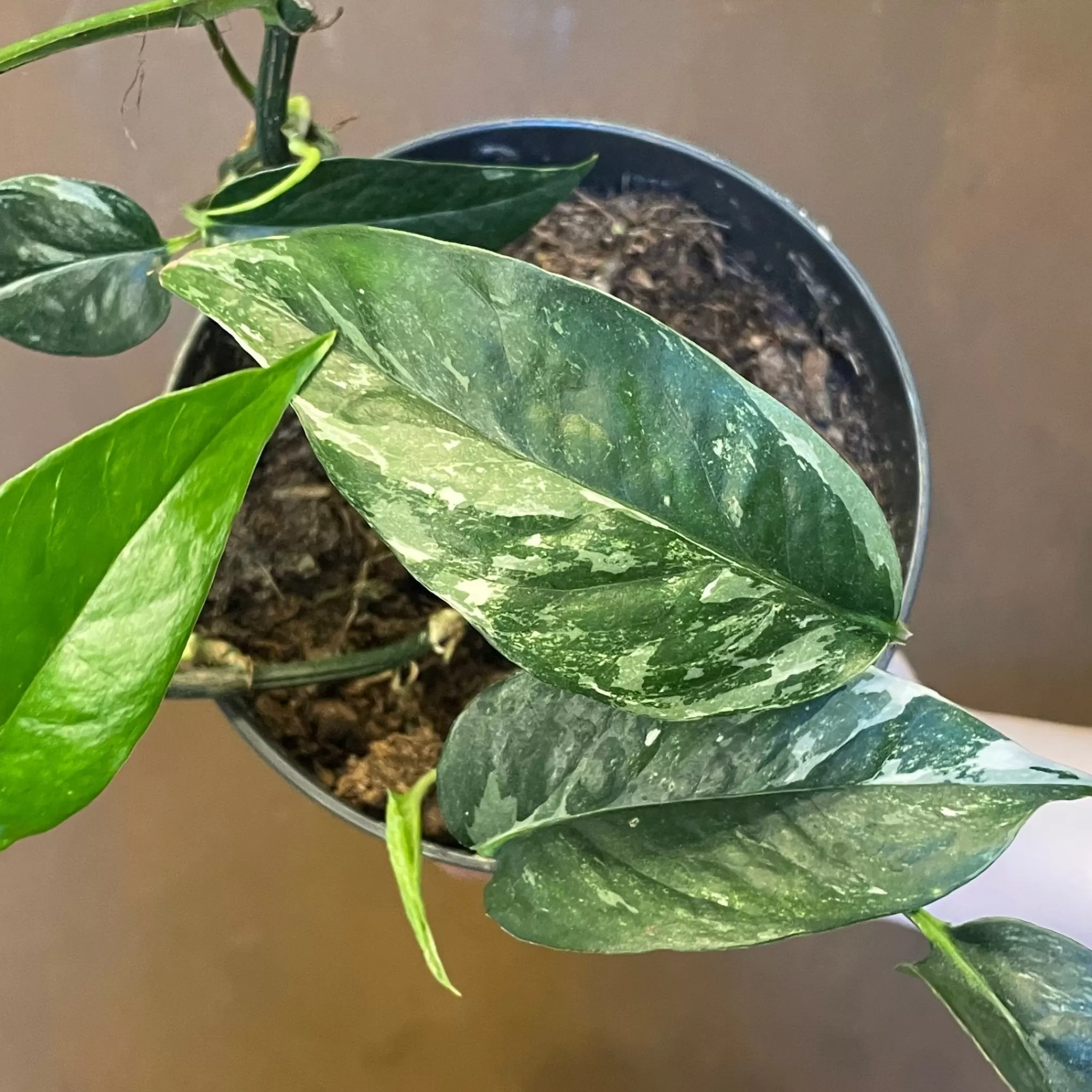 grow urban Epipremnum Pinnatum ‘Variegata’- Pothos