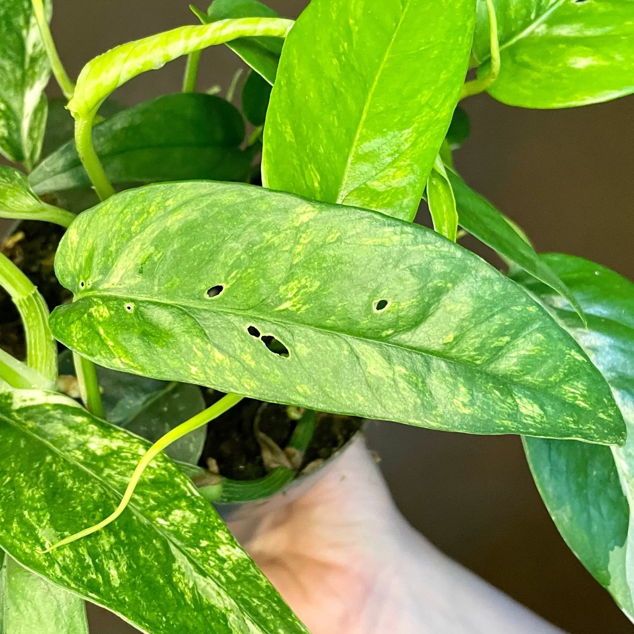 grow urban Epipremnum Pinnatum ‘Variegata’- Pothos
