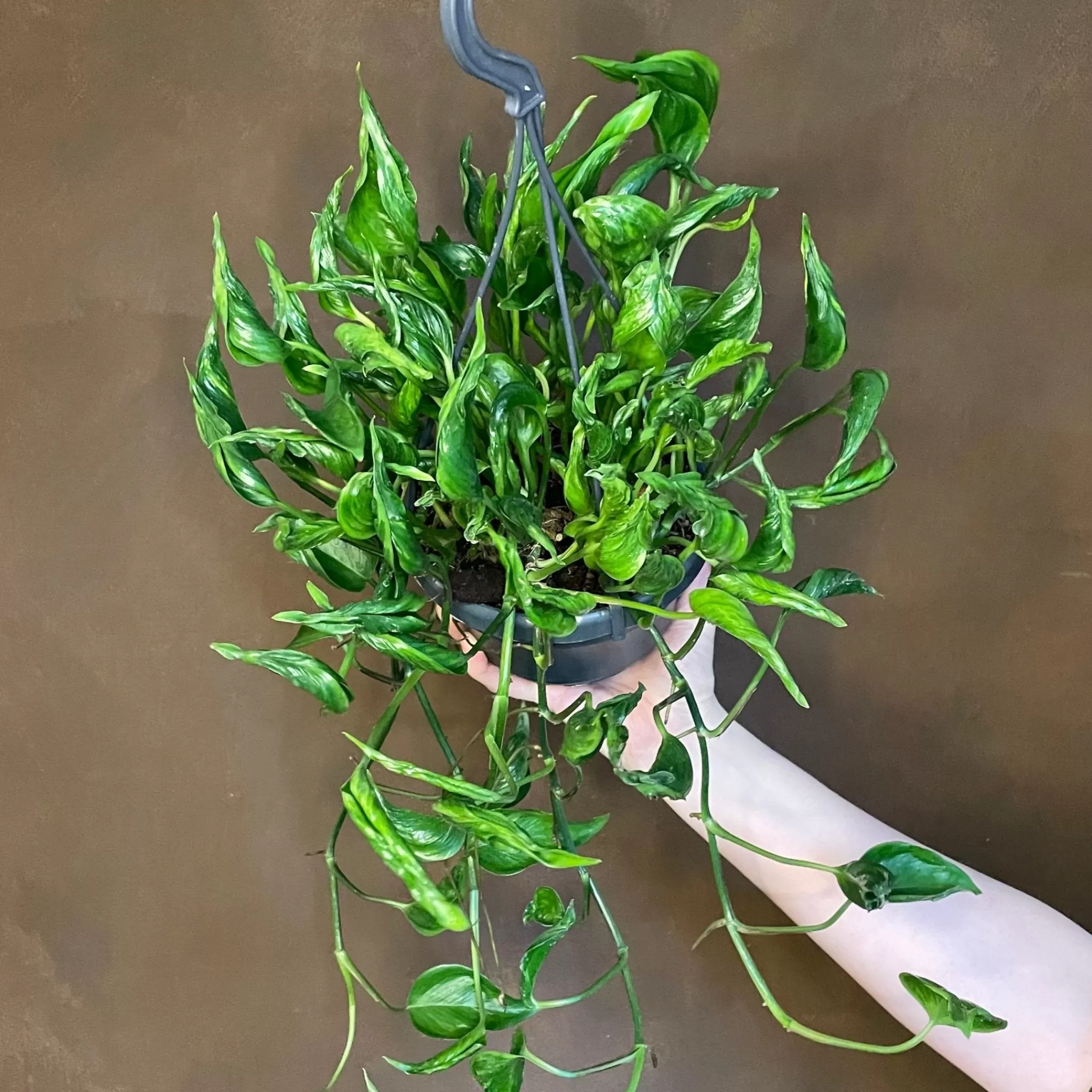 grow urban Epipremnum 'Shangri La'- Pothos | Top Air Purifying