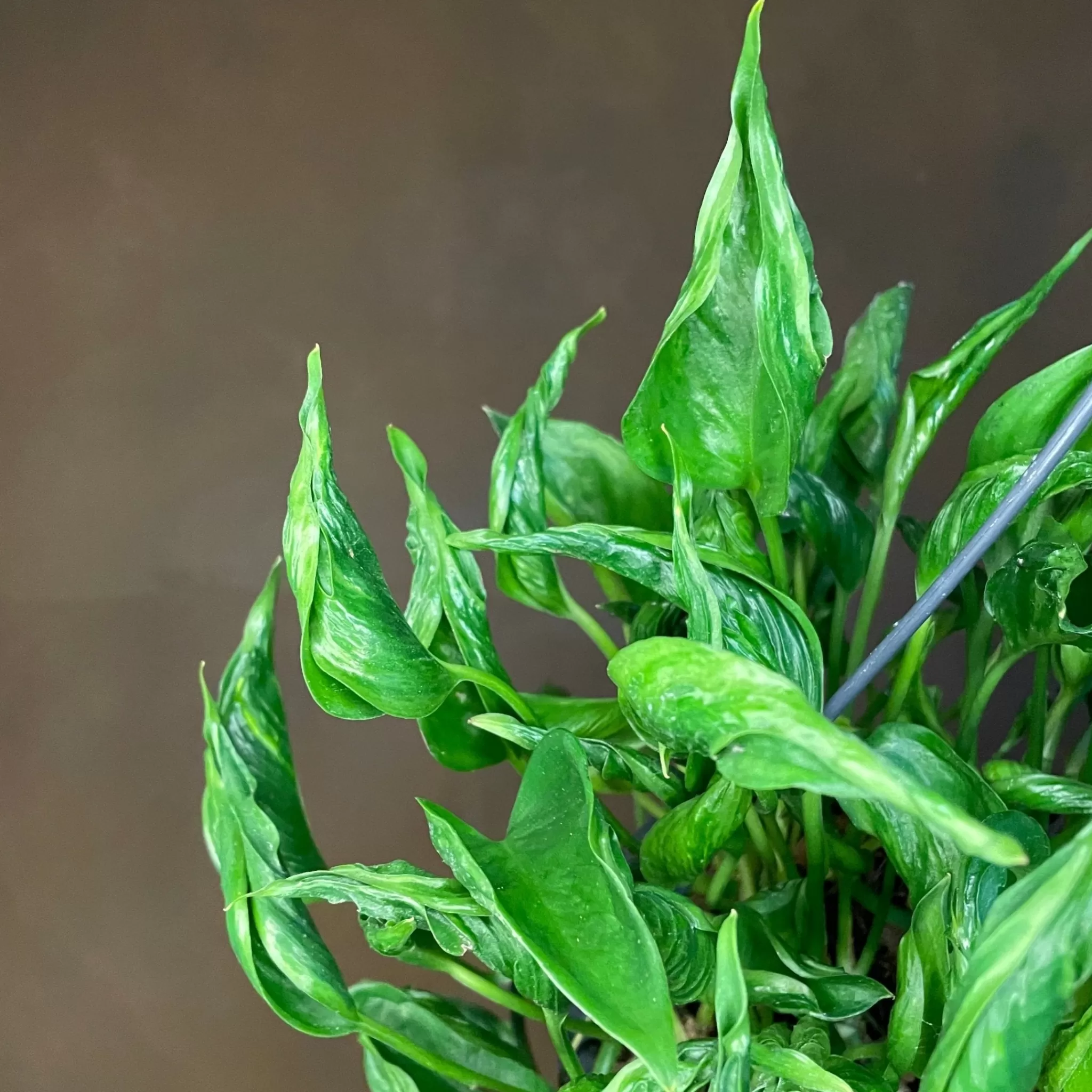 grow urban Epipremnum 'Shangri La'- Pothos | Top Air Purifying