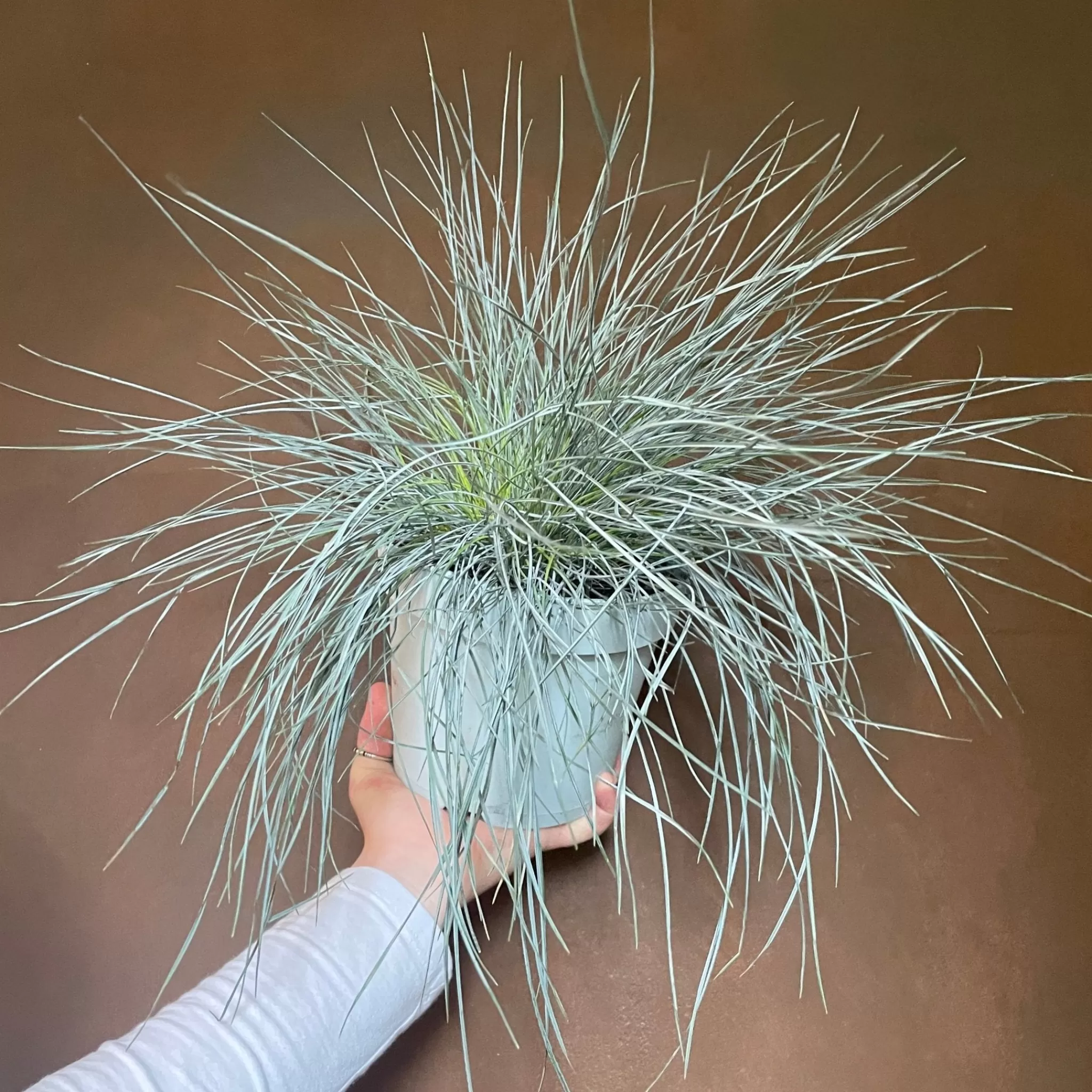 grow urban Festuca 'Intense Blue'- Outdoor Plants