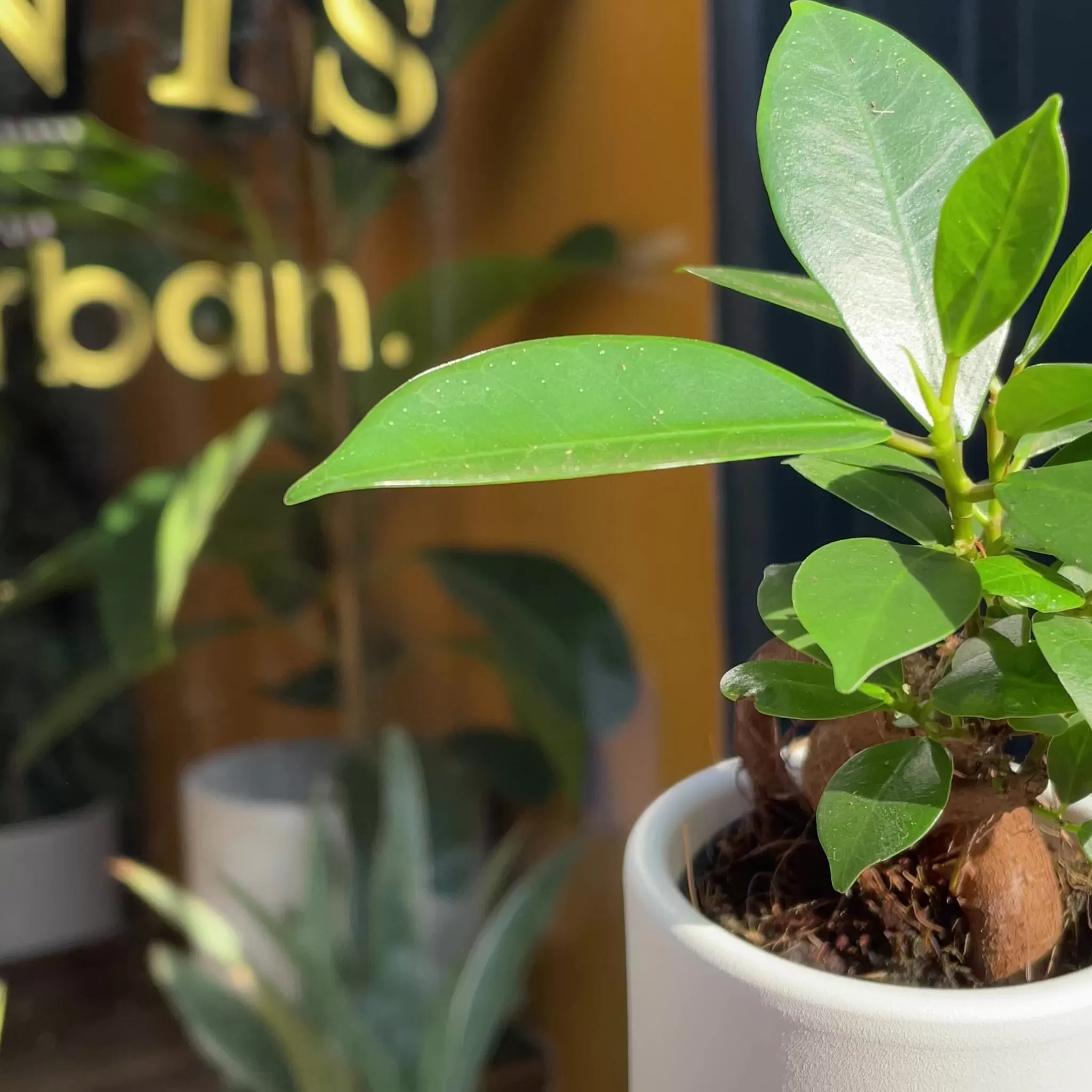 grow urban Ficus Microcarpa ‘Ginseng’ (mini)- Foliage Plants