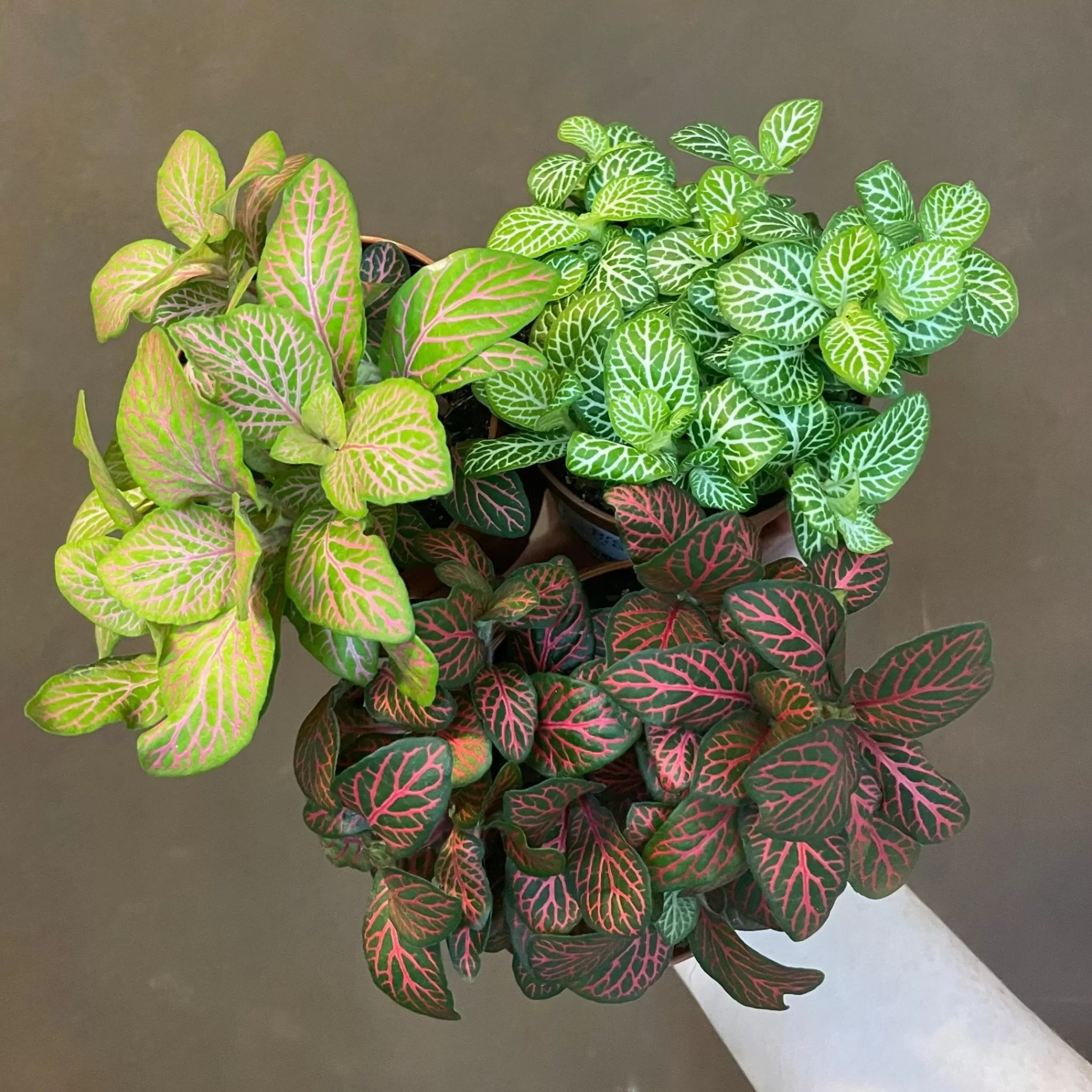 grow urban Fittonia (Lucky Dip)- Pet Friendly | Foliage Plants