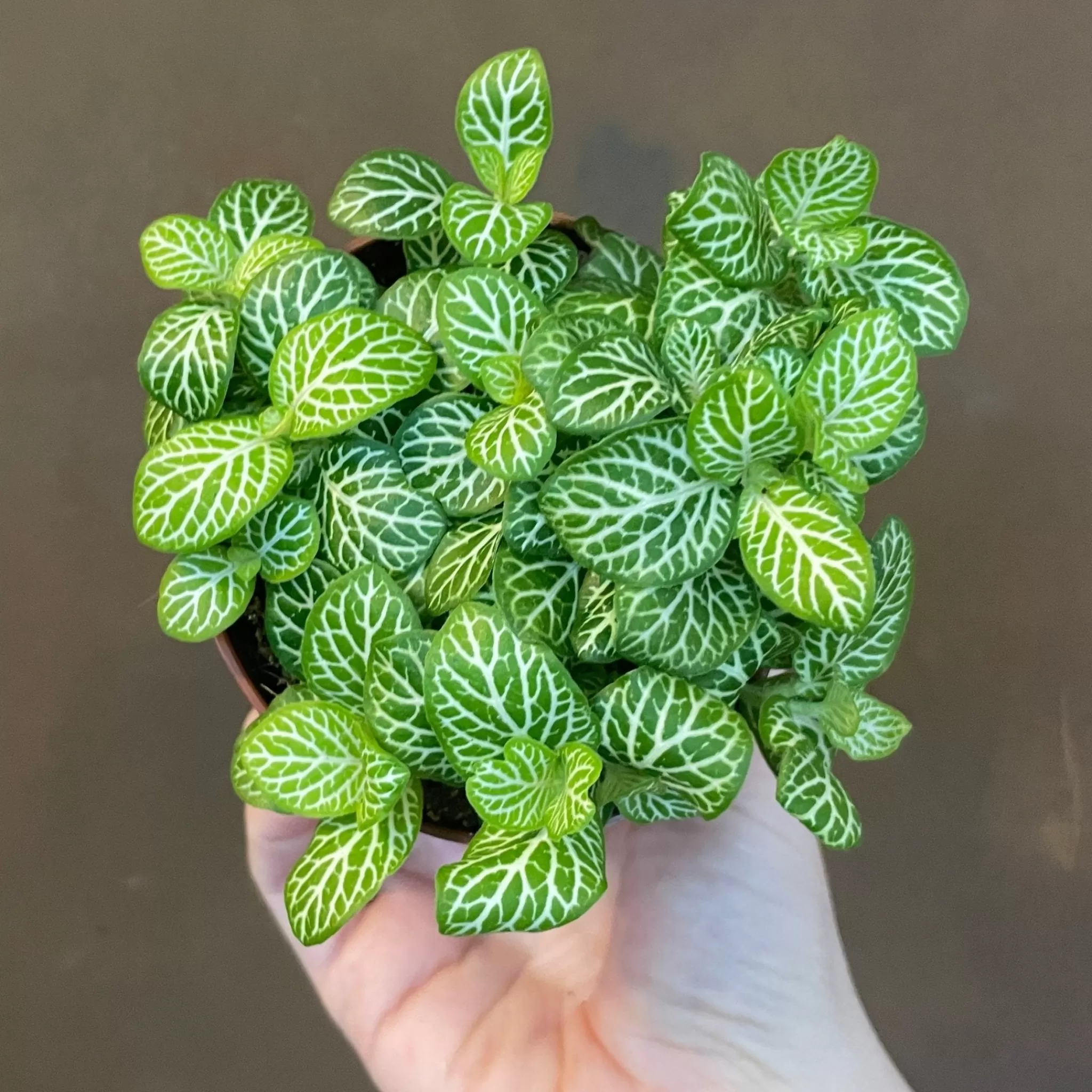 grow urban Fittonia (Lucky Dip)- Pet Friendly | Foliage Plants