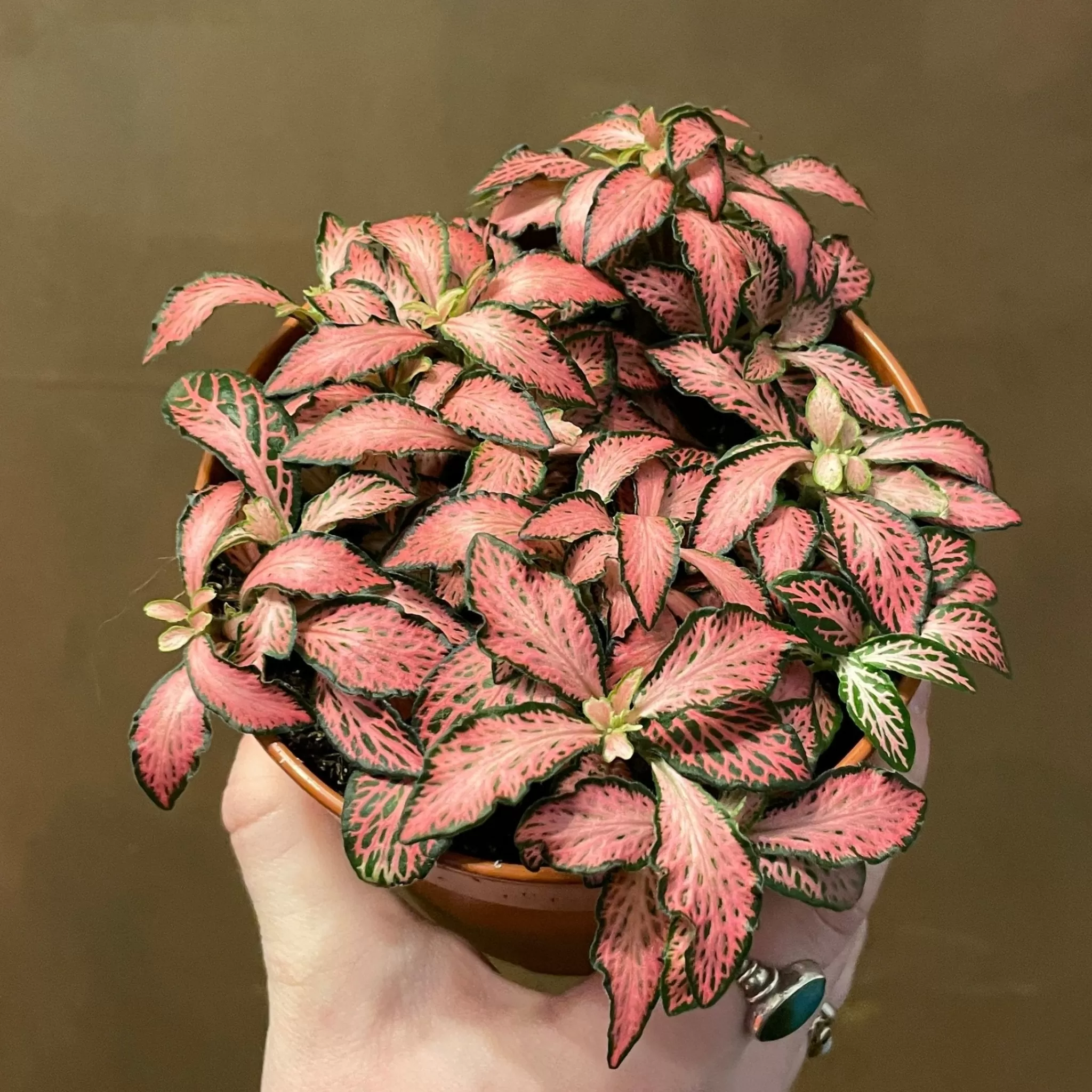 grow urban Fittonia ‘Pink Forest Flame’- Foliage Plants