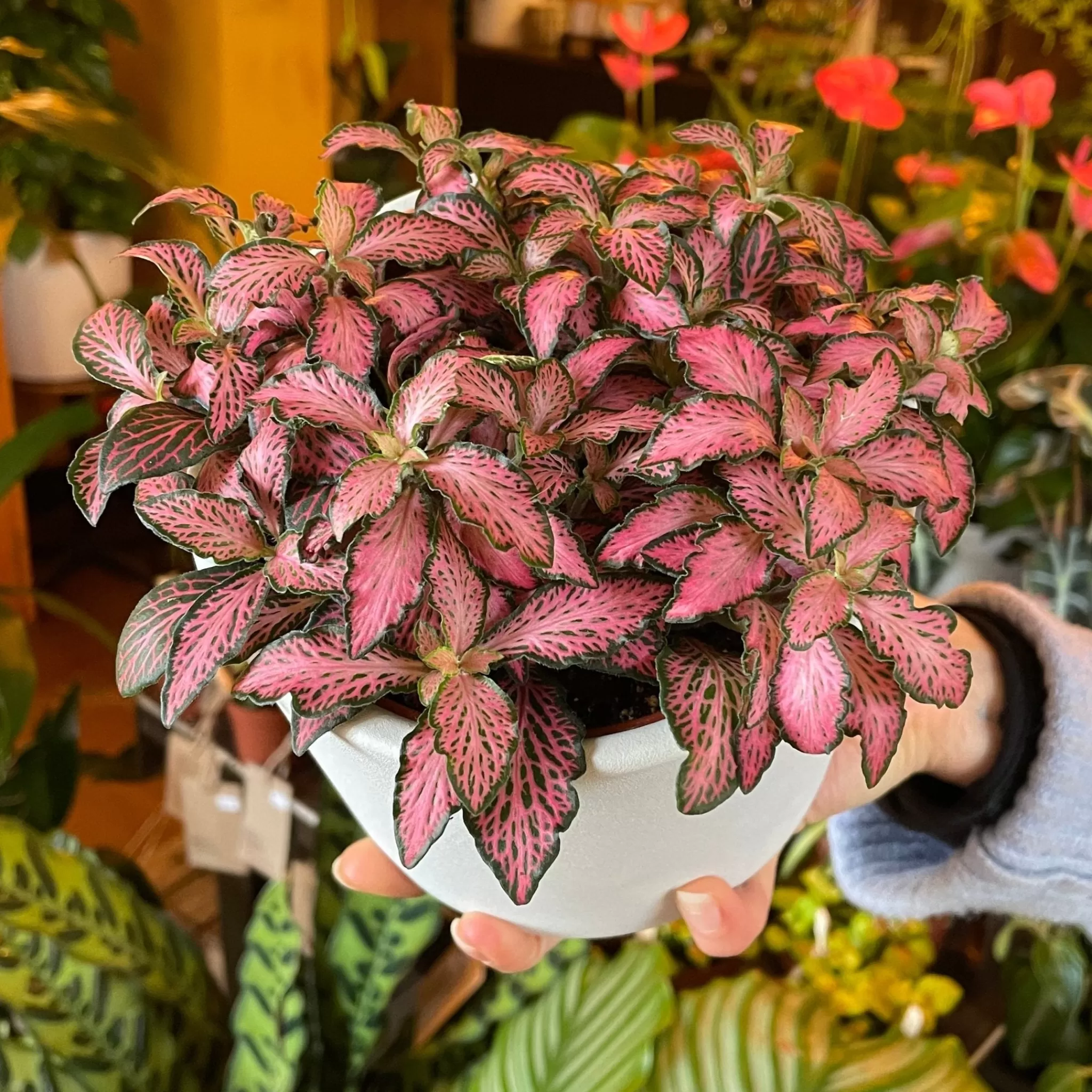 grow urban Fittonia ‘Pink Forest Flame’- Foliage Plants