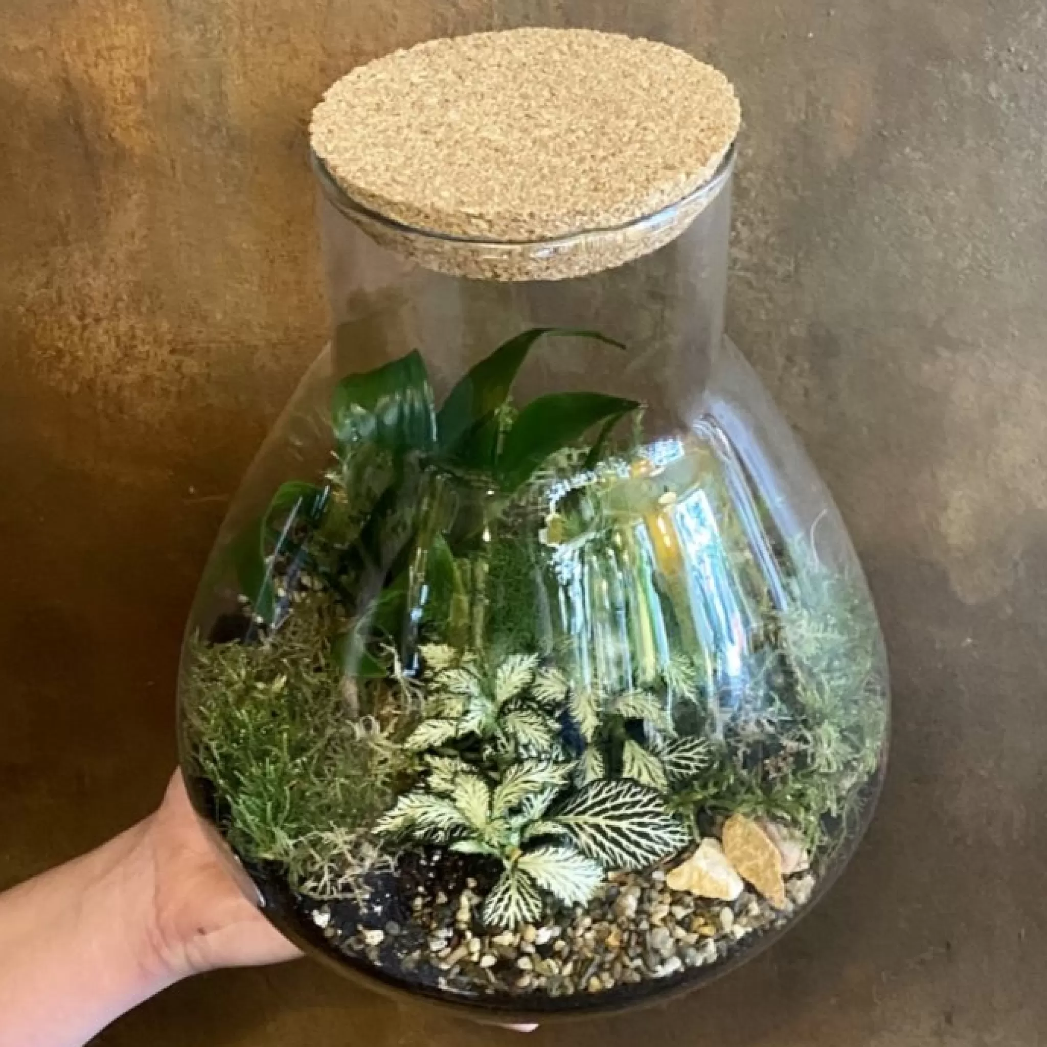 grow urban Flask Terrarium- Gift Ideas | Gift Ideas