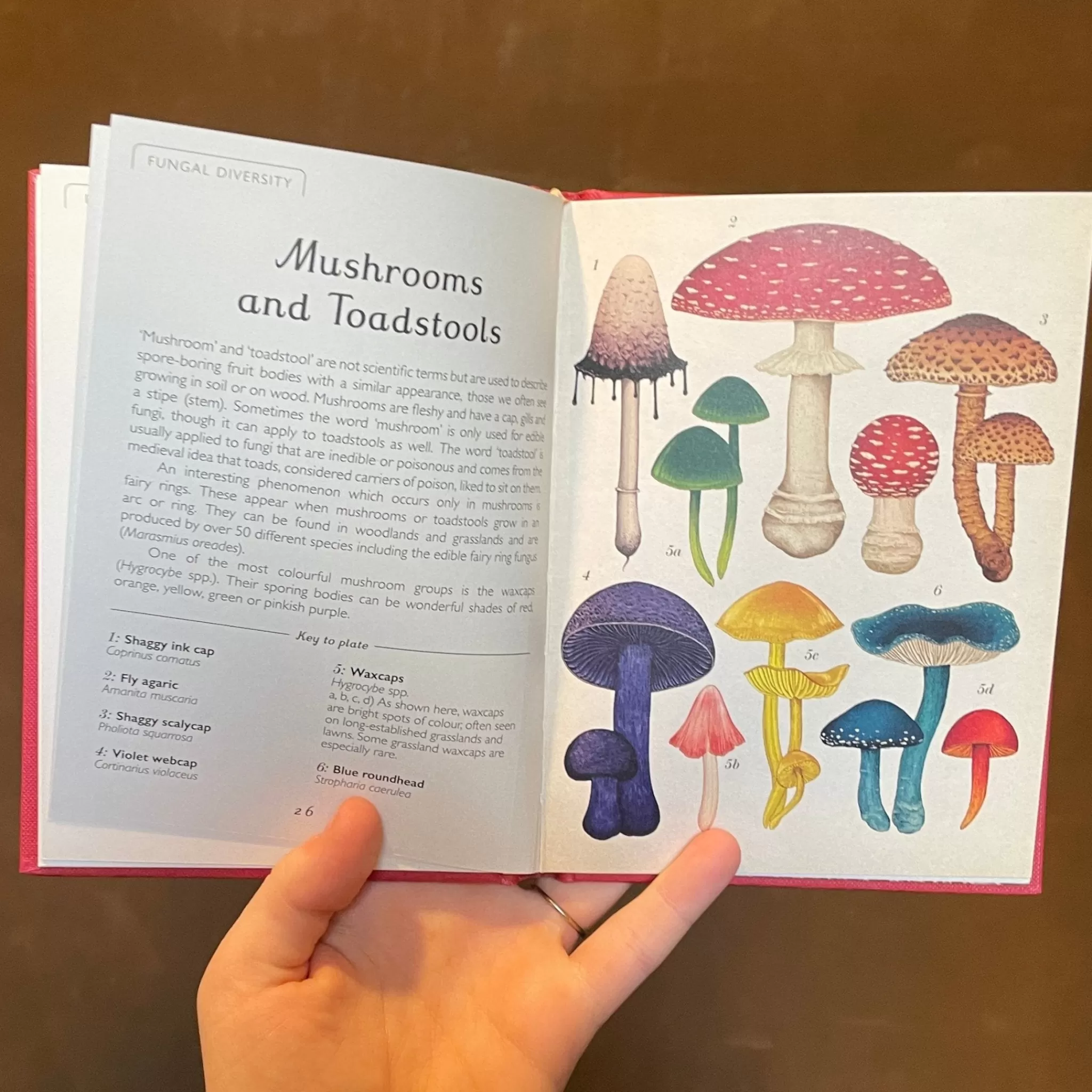 grow urban Fungarium (Mini Gift Edition)- Books | Stocking Fillers