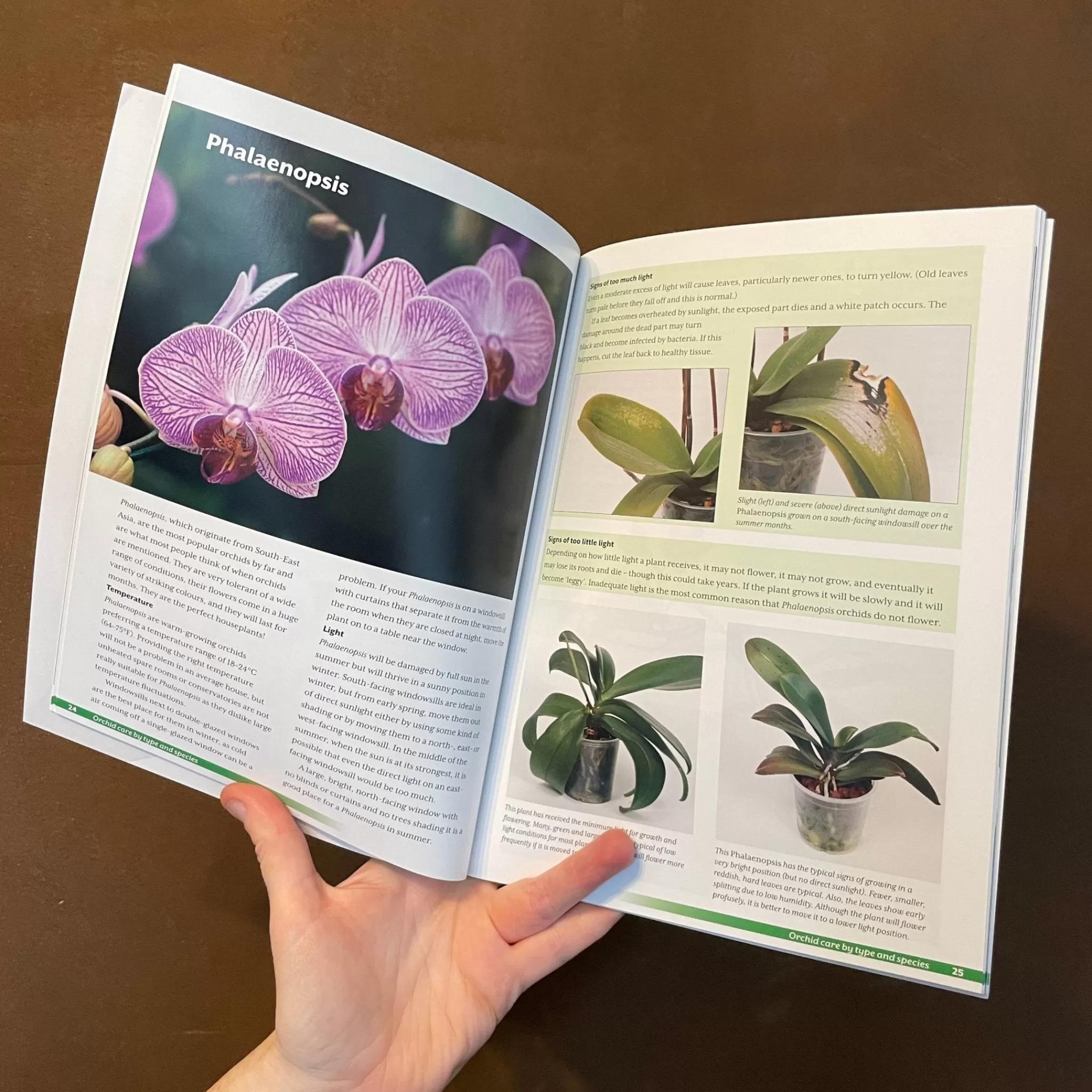 grow urban Growing Orchids At Home: The Beginner's Guide- Books