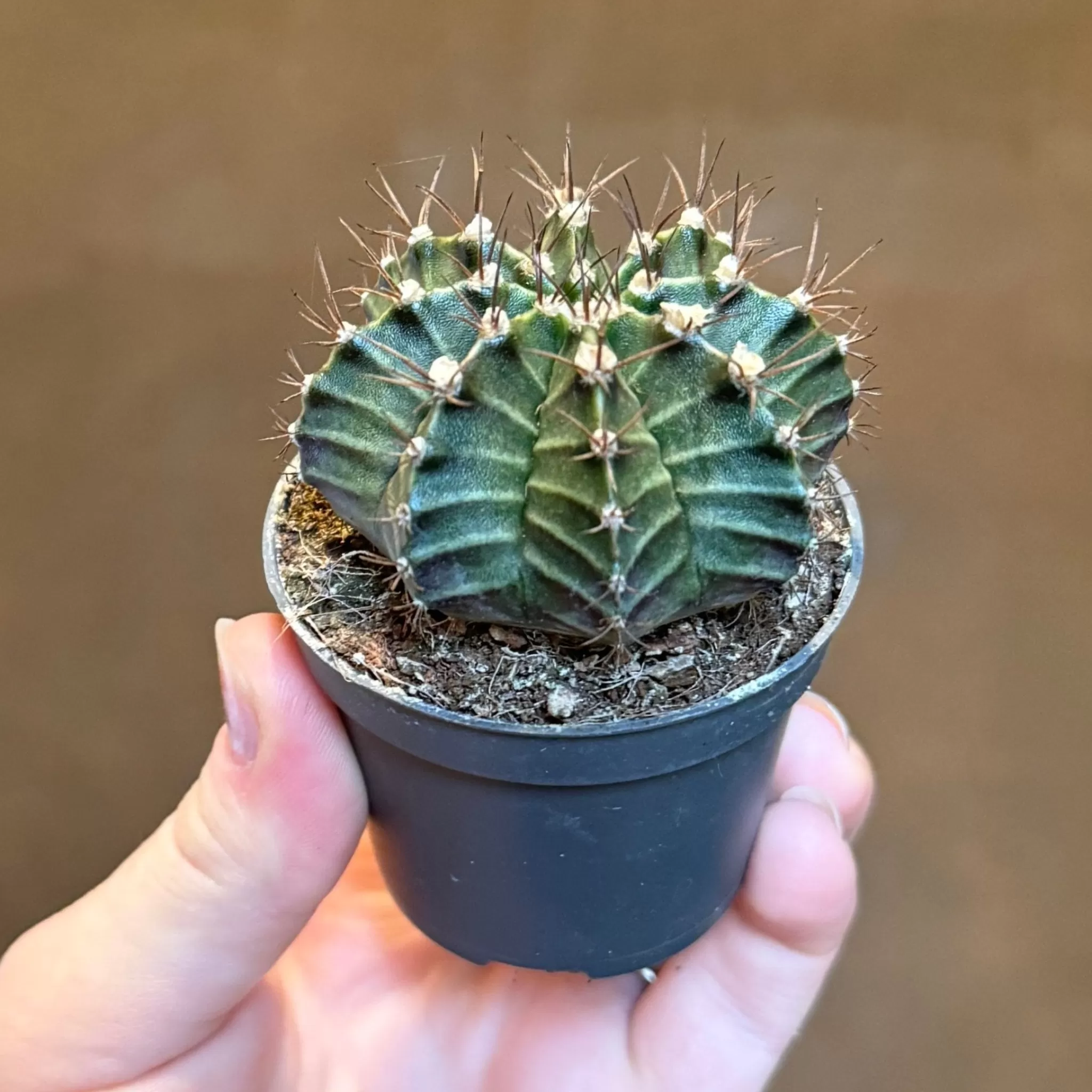 grow urban Gymnocalycium Mihanovichii- Rarely Seen | Succulents & Cacti
