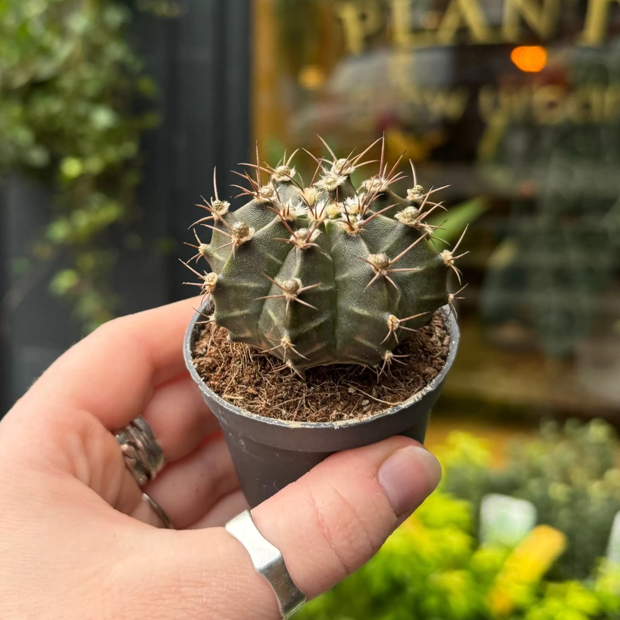 grow urban Gymnocalycium Mihanovichii- Rarely Seen | Succulents & Cacti