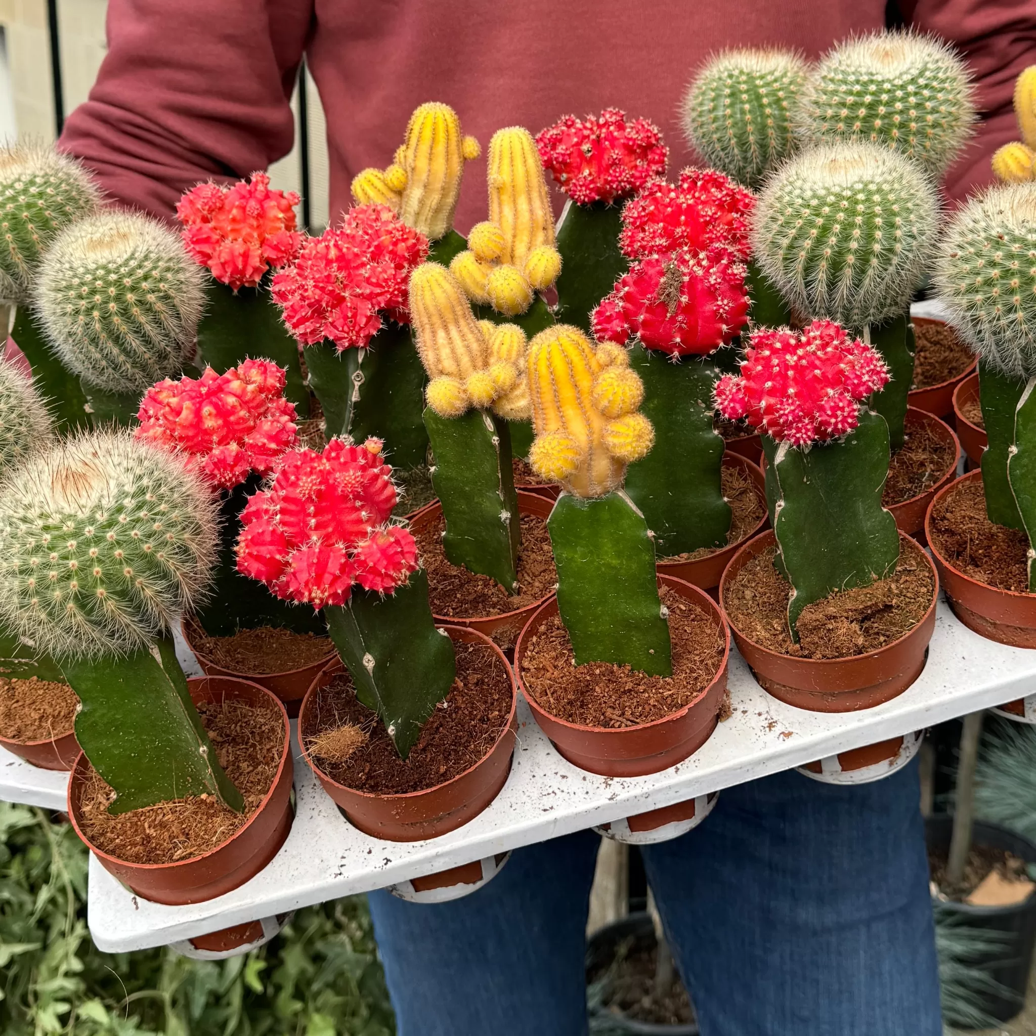 grow urban Gymnocalycium Mihanovichii (8.5cm Pot Lucky Dip)- Succulents & Cacti