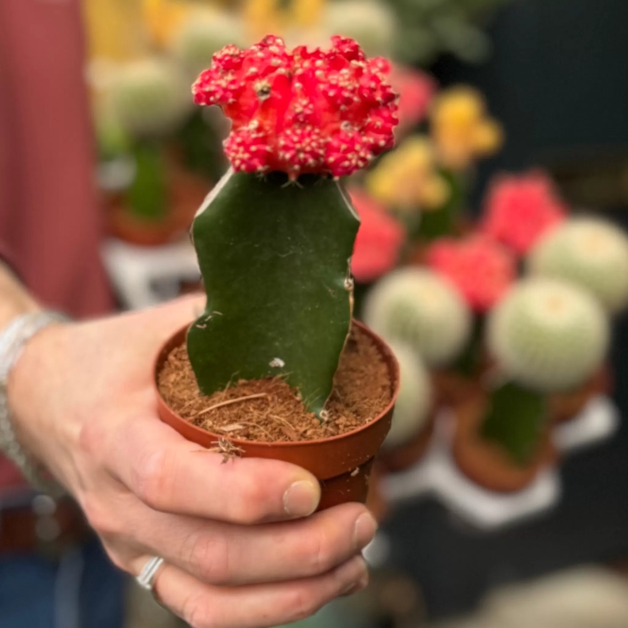 grow urban Gymnocalycium Mihanovichii (8.5cm Pot Lucky Dip)- Succulents & Cacti