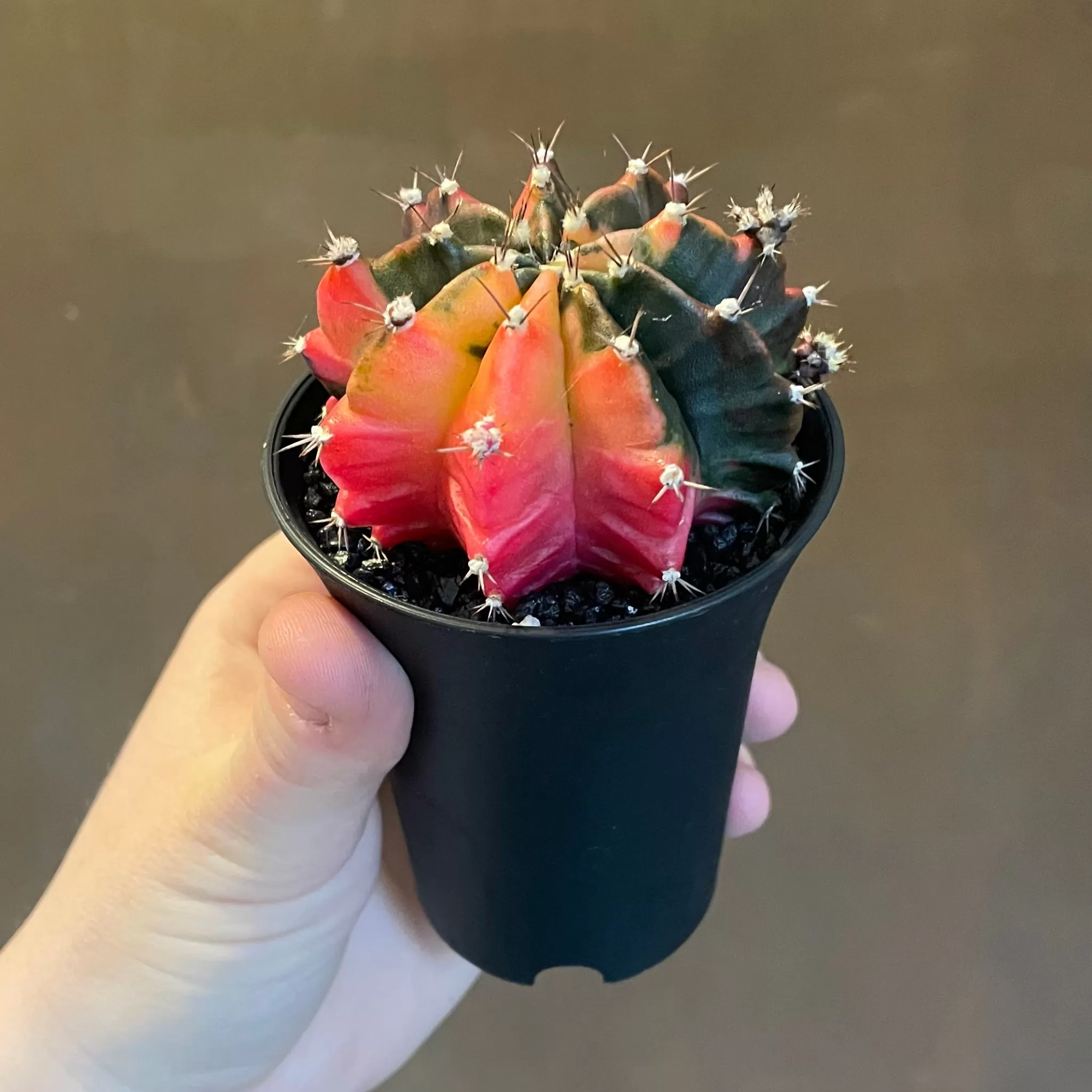 grow urban Gymnocalycium Mihanovichii 'Variegata'- Rarely Seen | Succulents & Cacti