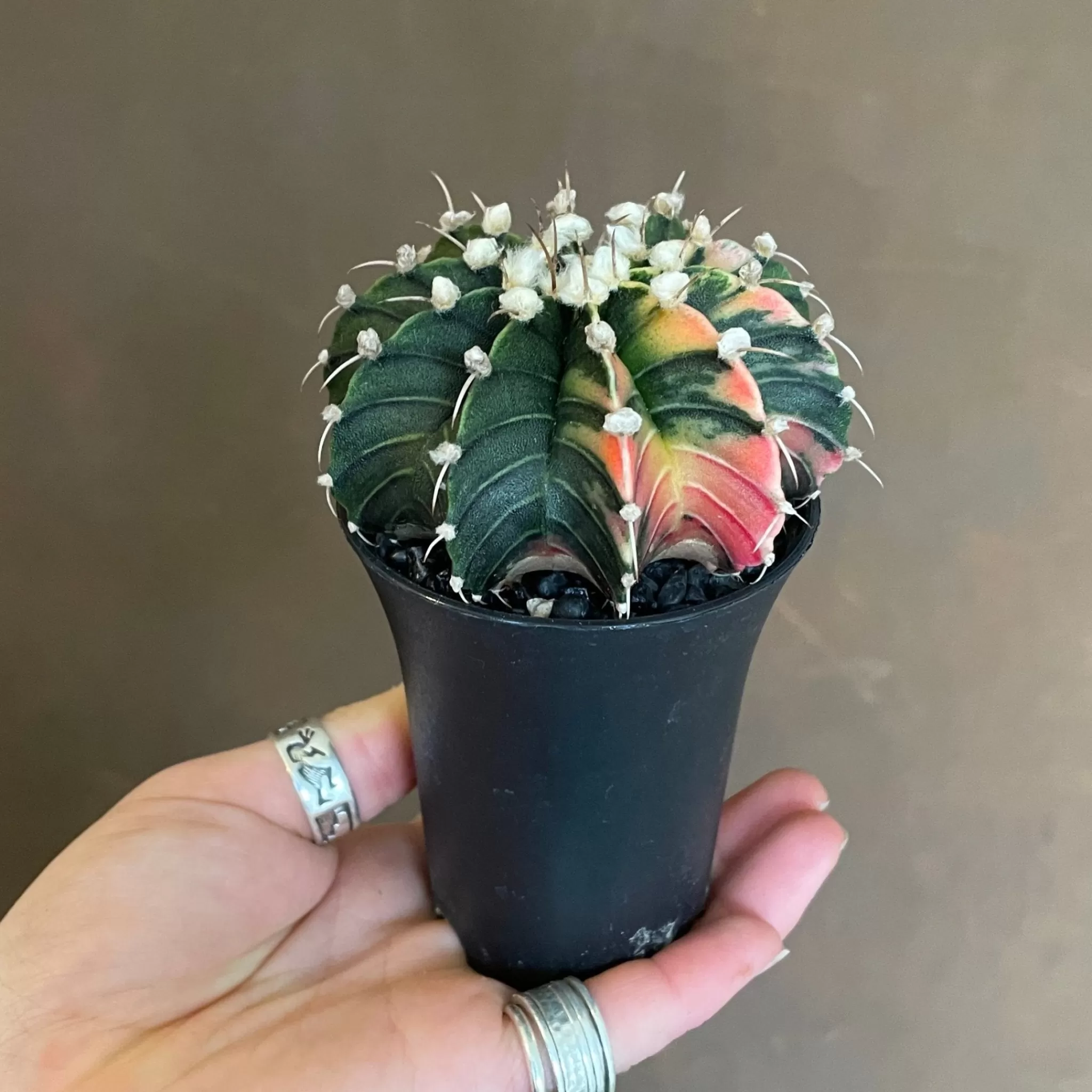 grow urban Gymnocalycium Mihanovichii 'Variegata'- Rarely Seen | Succulents & Cacti