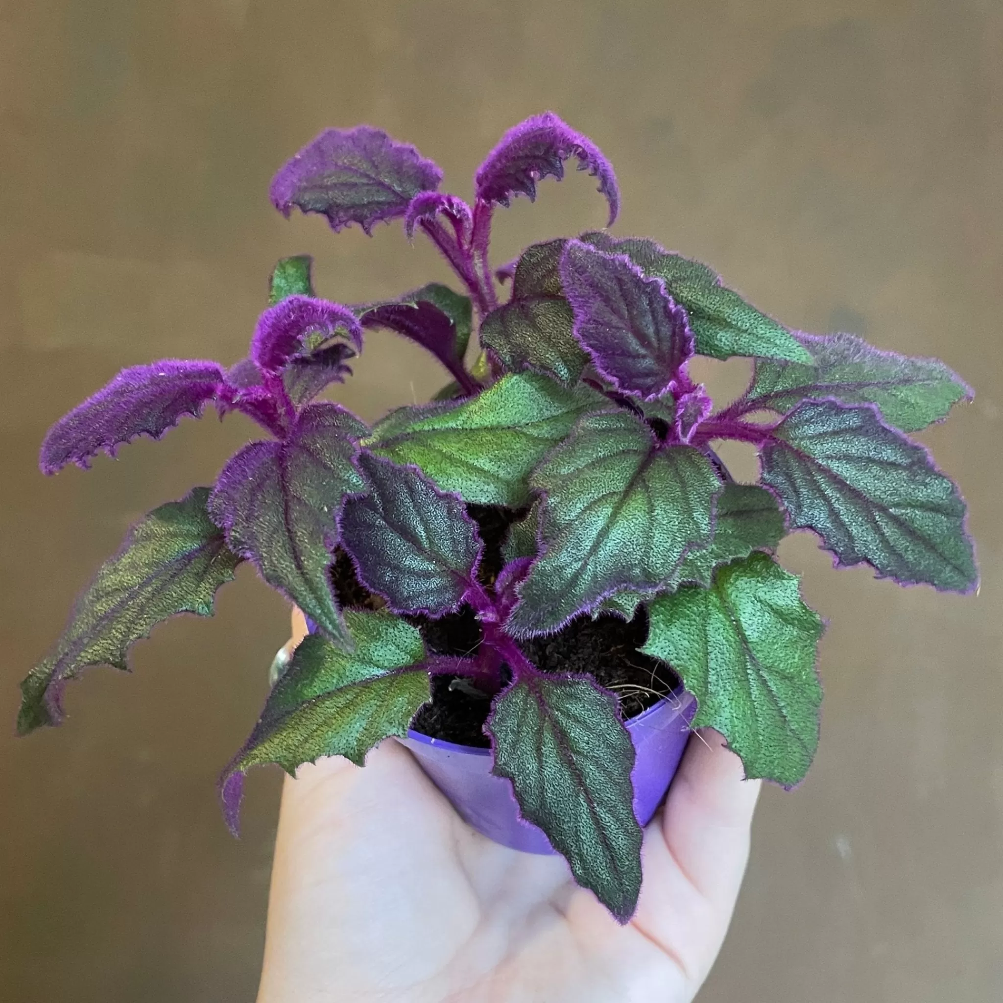 grow urban Gynura 'Purple Passion'- Foliage Plants