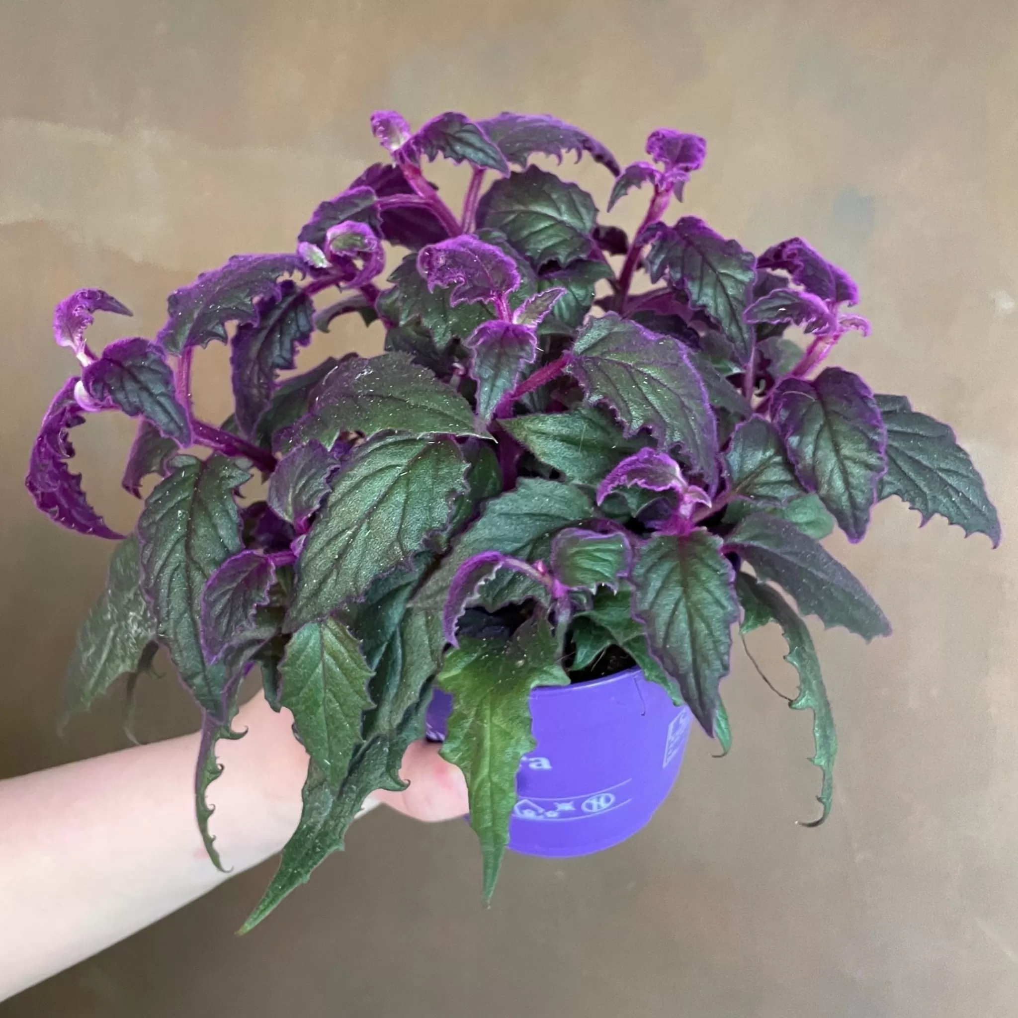 grow urban Gynura 'Purple Passion'- Foliage Plants