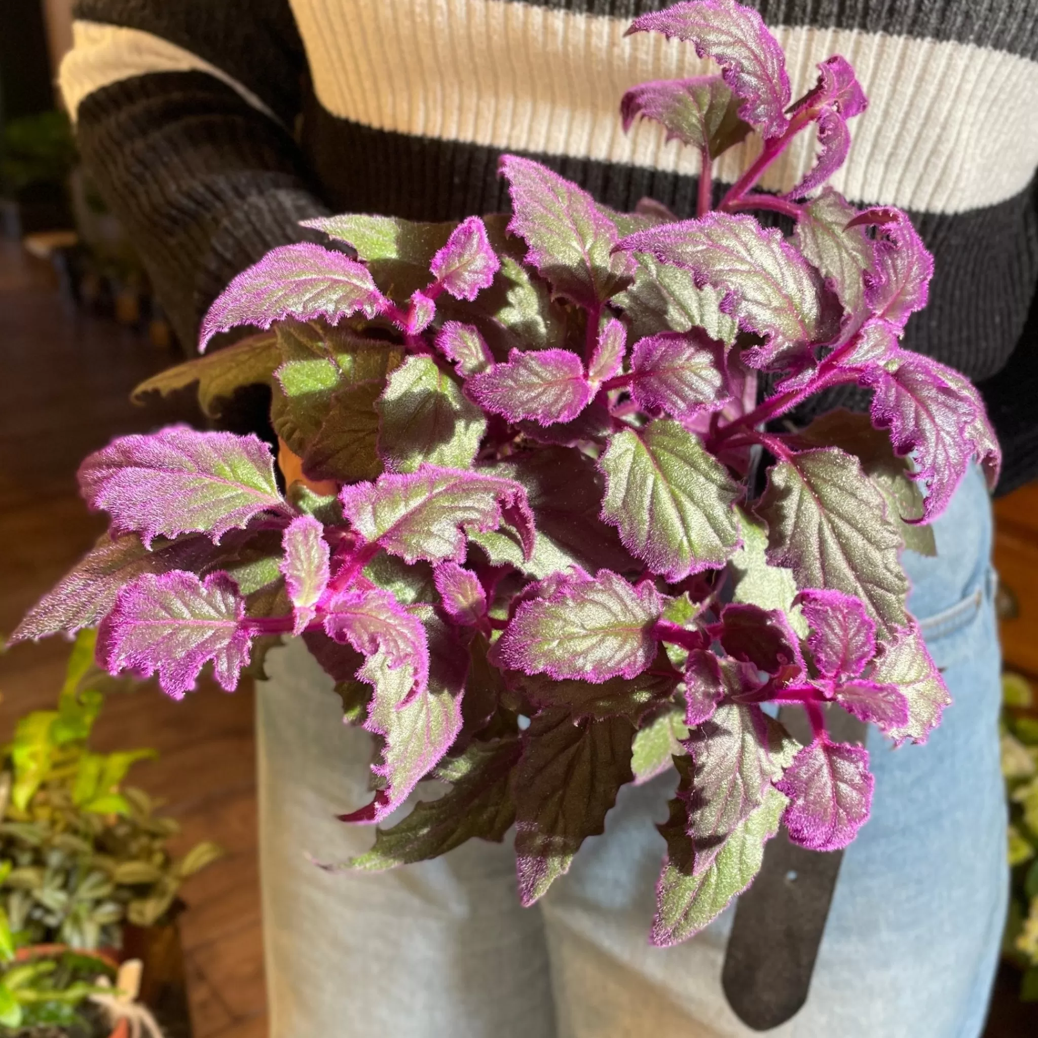 grow urban Gynura 'Purple Passion'- Foliage Plants
