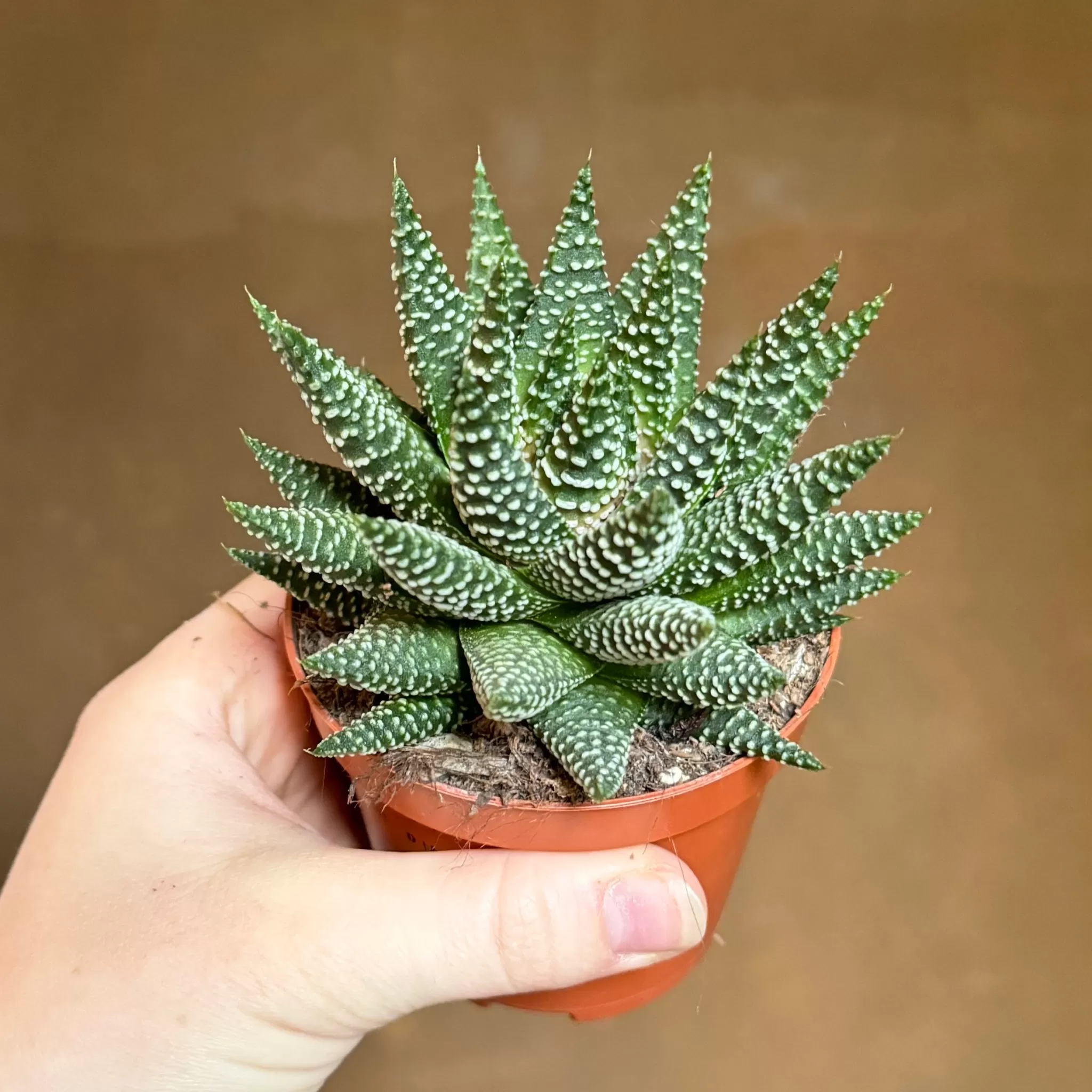 grow urban Haworthia Fasciata 'Royal Albert'- Pet Friendly | Easy Care