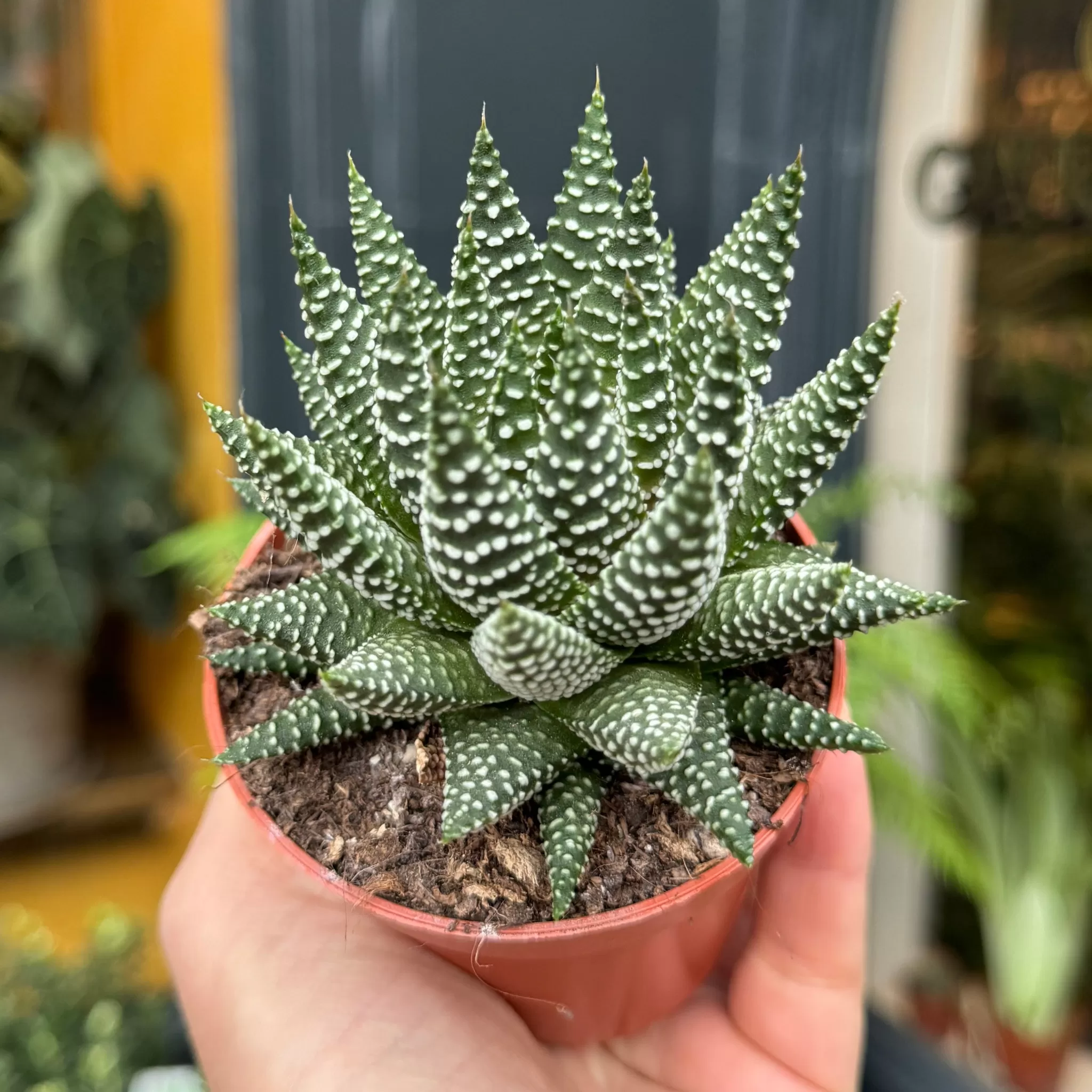 grow urban Haworthia Fasciata 'Royal Albert'- Pet Friendly | Easy Care