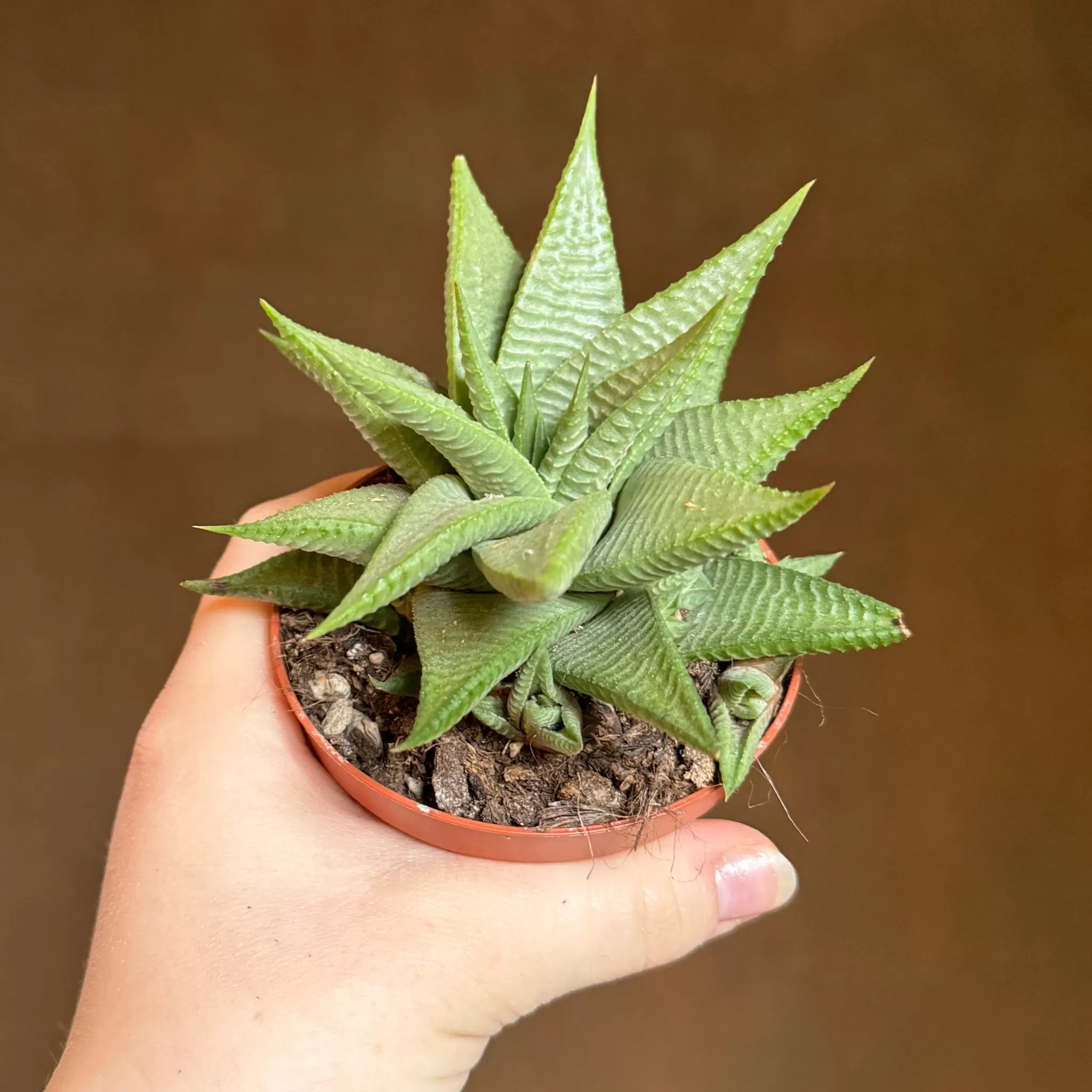 grow urban Haworthia Limifolia 'Roux'- Pet Friendly | Easy Care