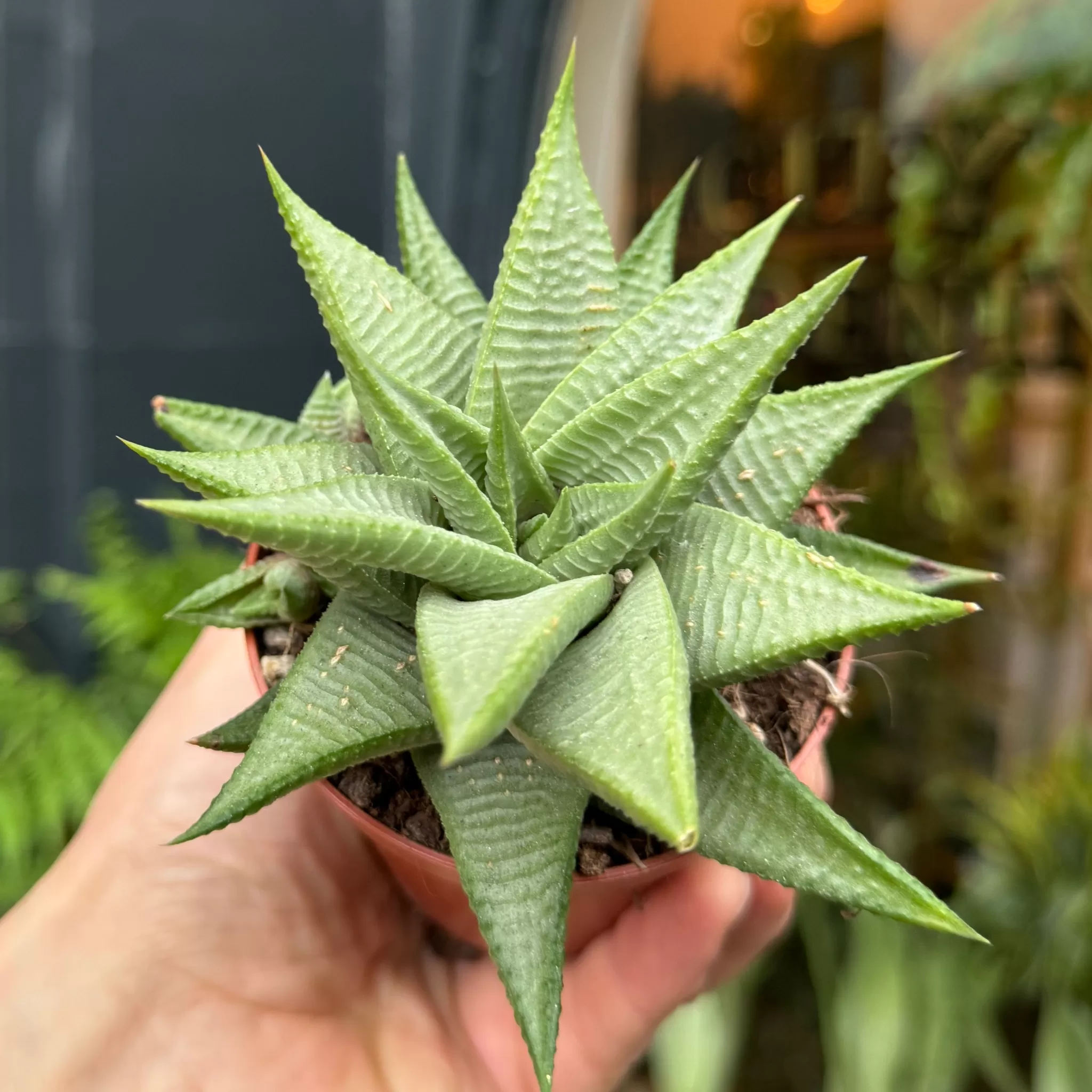 grow urban Haworthia Limifolia 'Roux'- Pet Friendly | Easy Care
