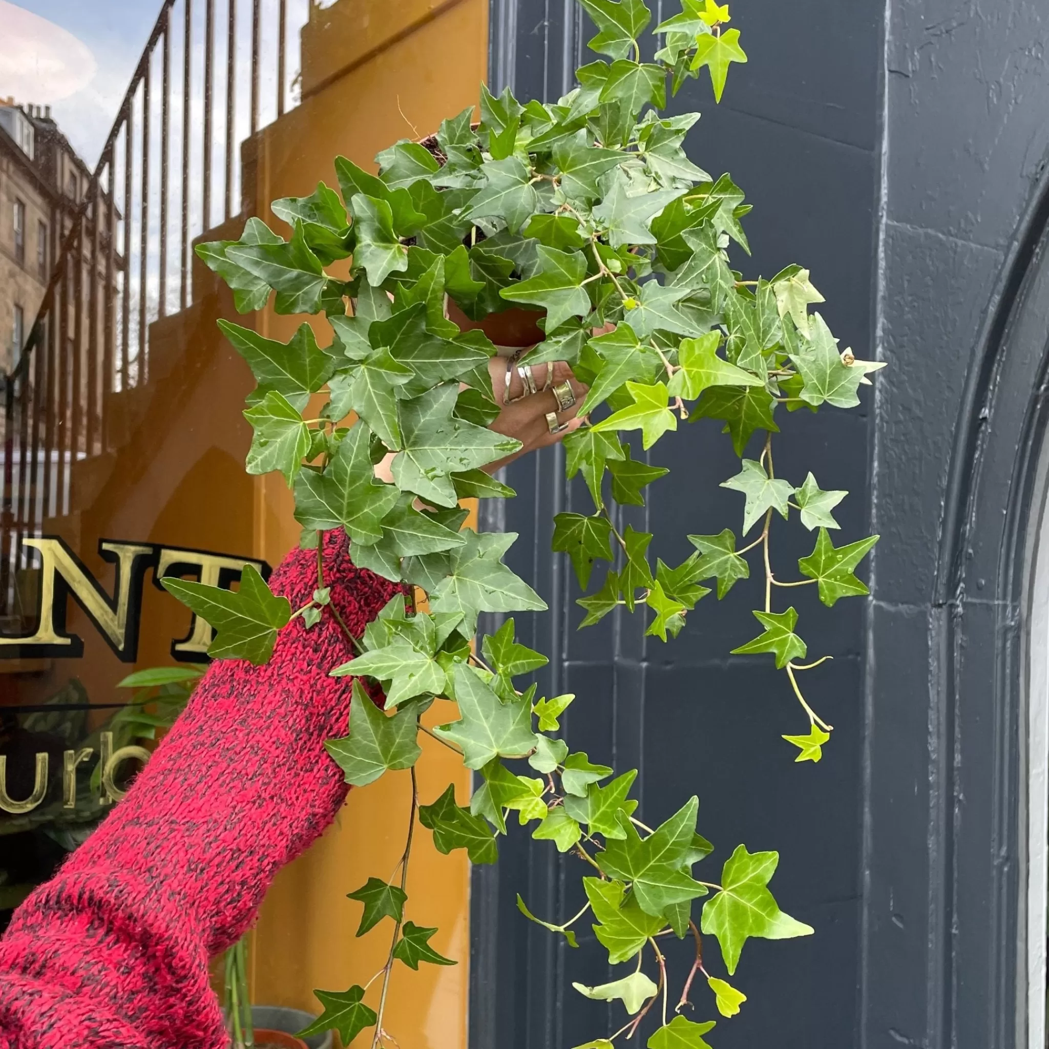 grow urban Hedera Helix 'Elja'- Outdoor Plants | Top Air Purifying