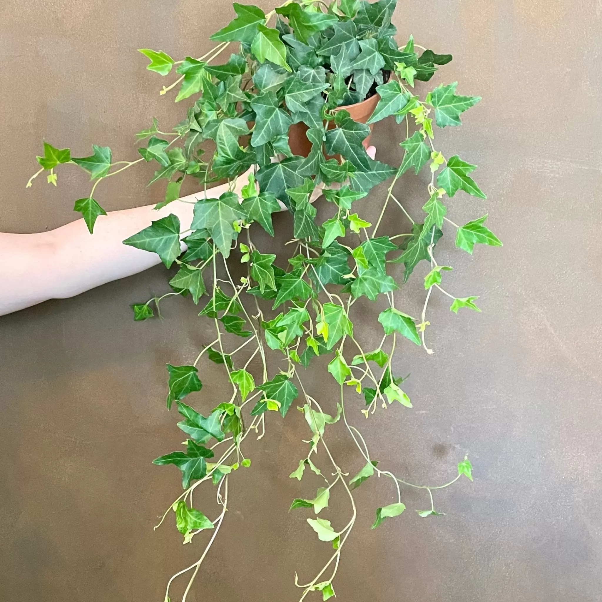 grow urban Hedera Helix 'Elja'- Outdoor Plants | Top Air Purifying